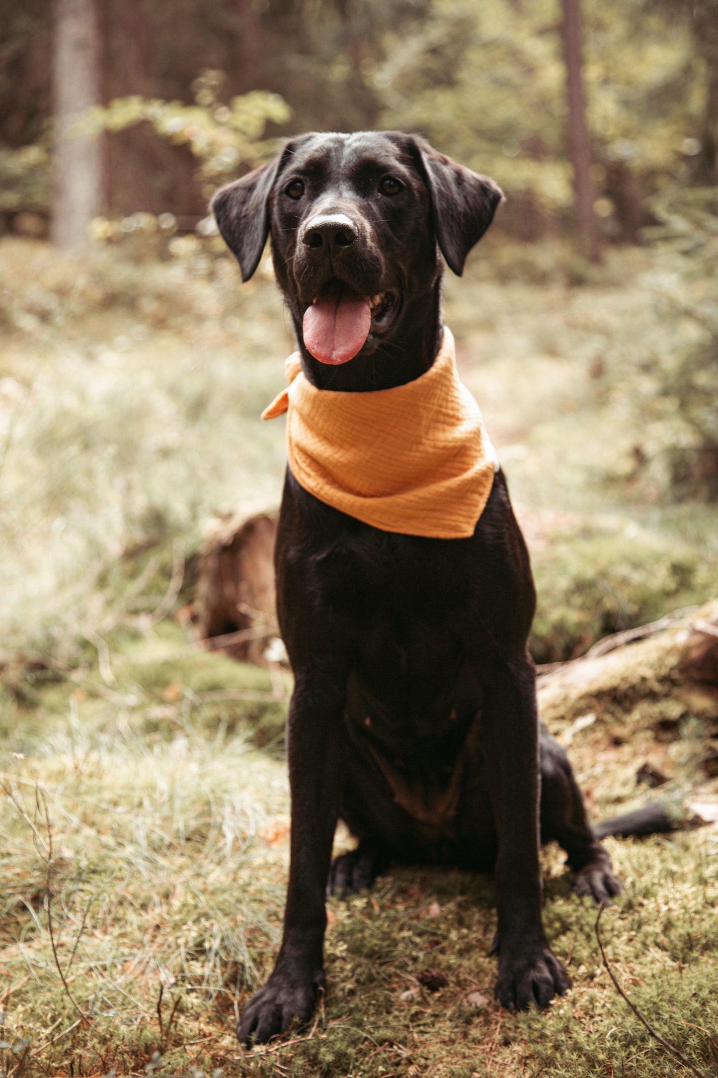 Hundehalstuch -  Golden Hour