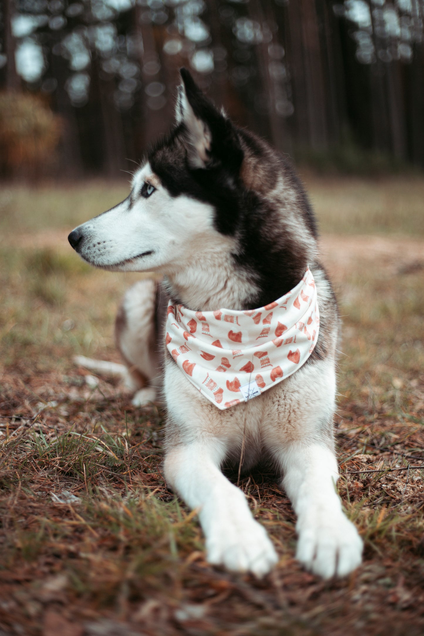 Hundehalstuch -  Frosty Paw