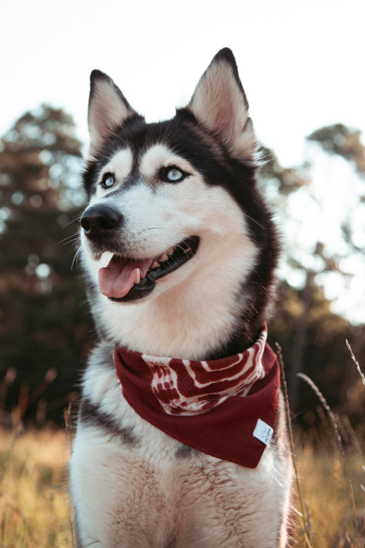 Hundehalstuch Amber | Handgemachtes Bandana aus Baumwolle