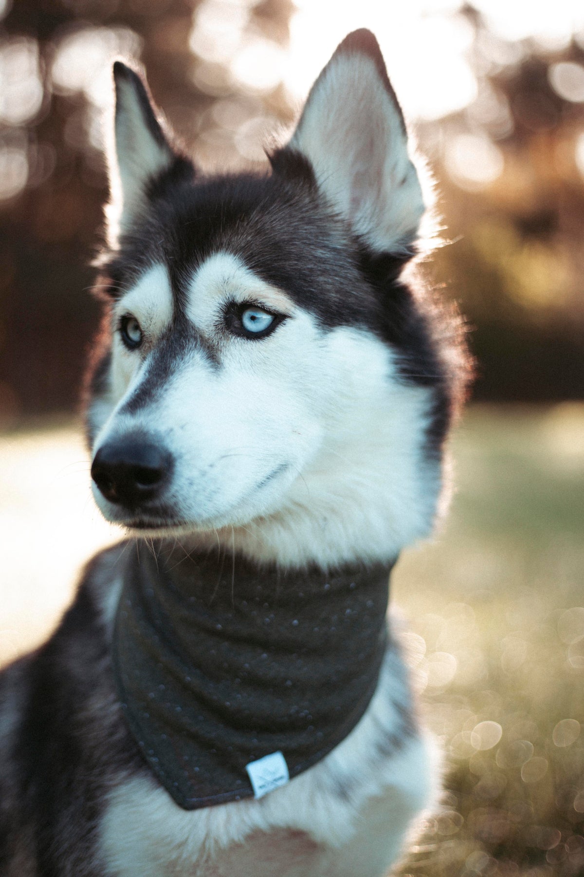 Woodland | Hundehalstuch