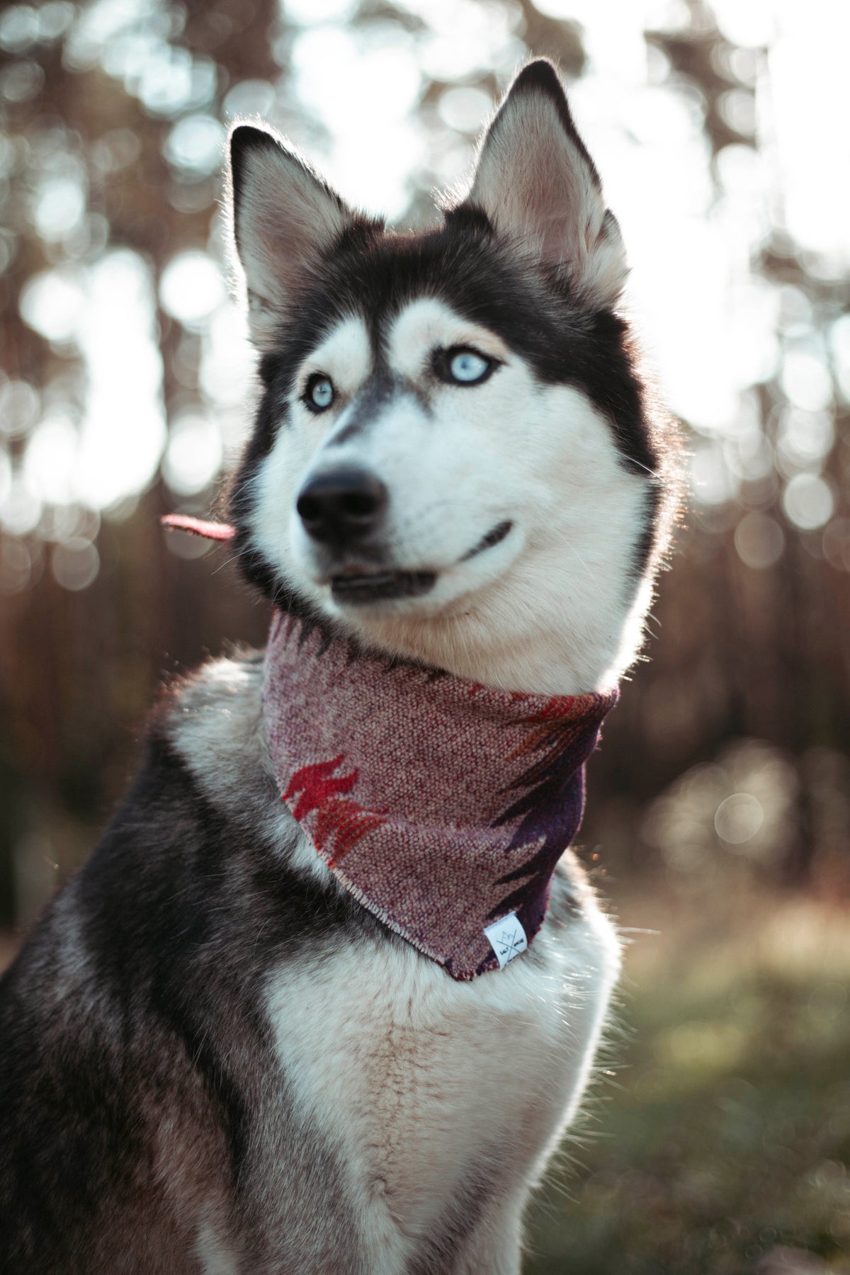 Wildwood | Hundehalstuch