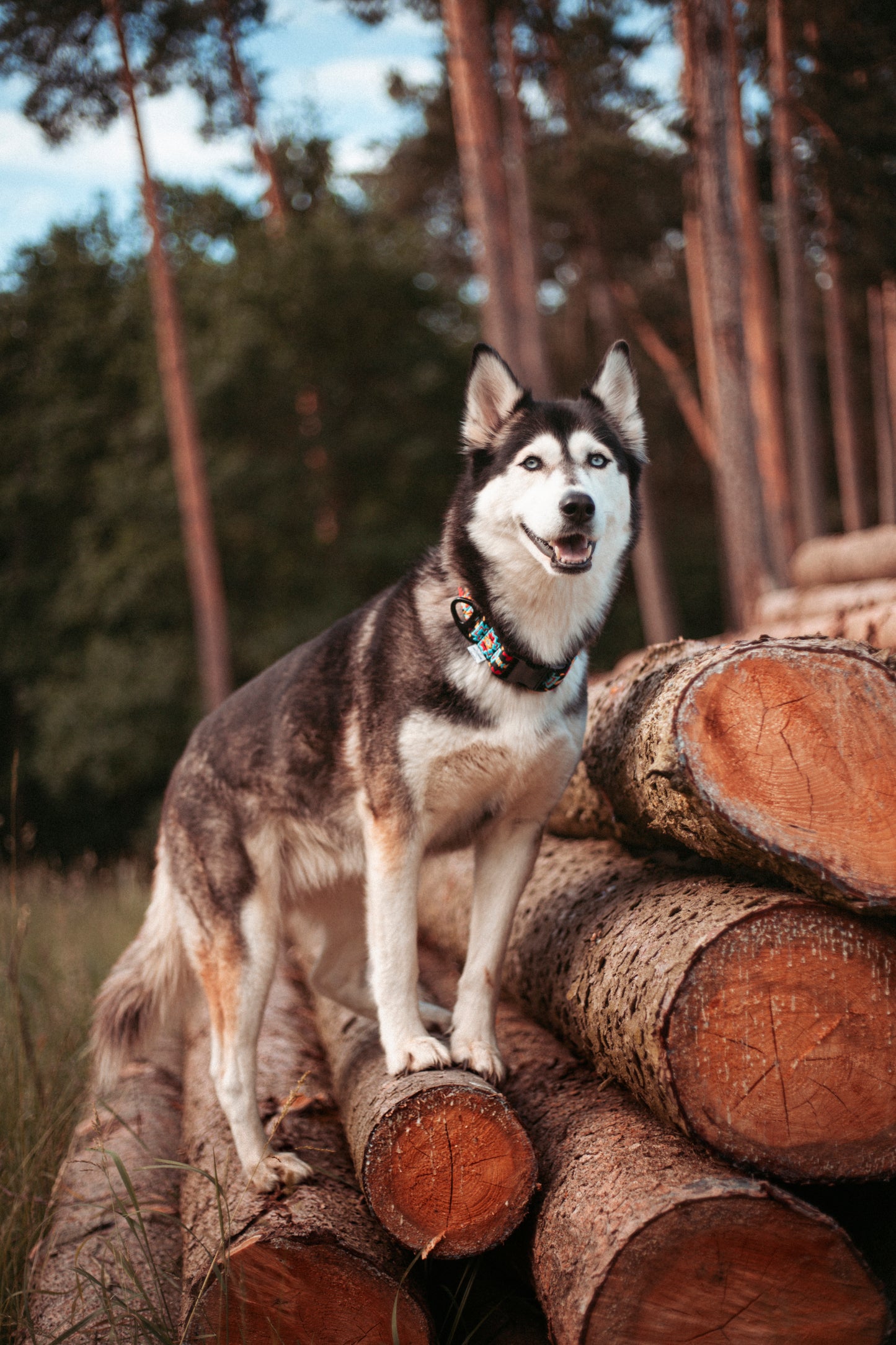 Verstellbares Hundehalsband | Ice Peak