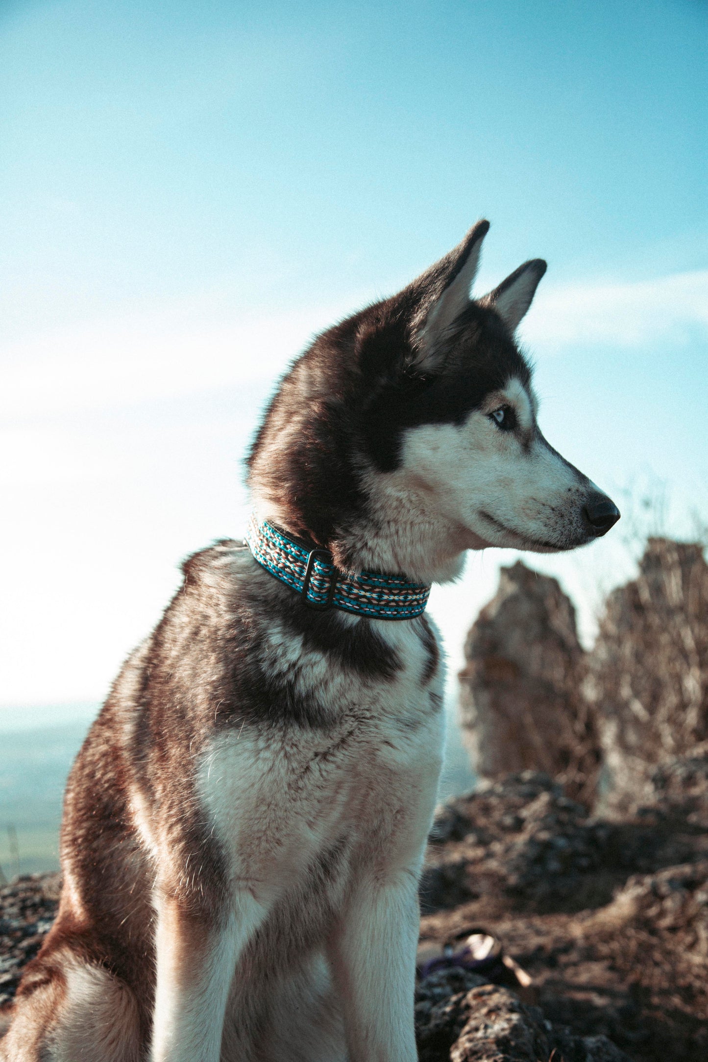 Hundehalsband - NØRDEN PAWS Collection - Glacier