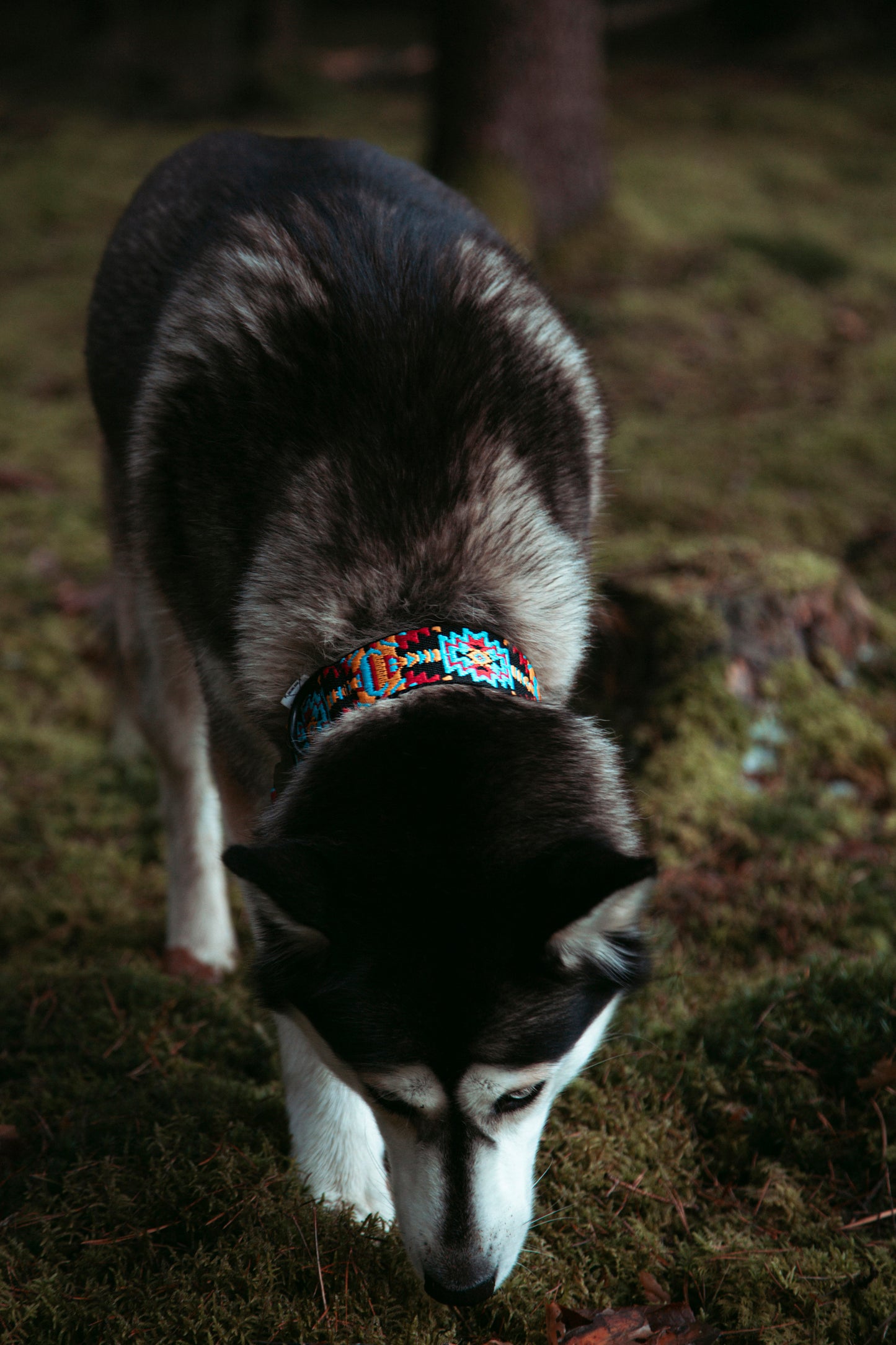 Hundehalsband - Northern Summit Collection - Ice Peak