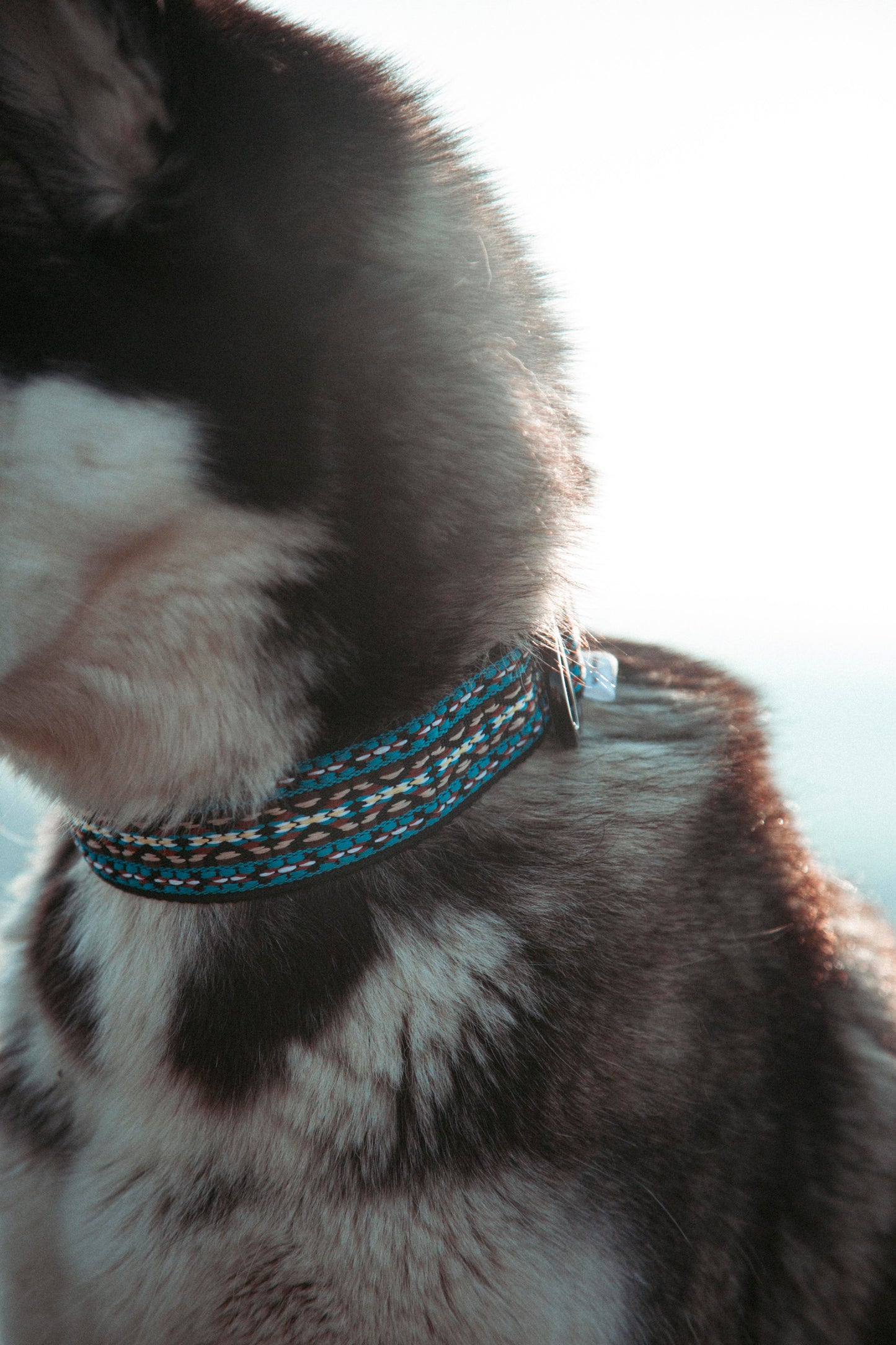 Hundehalsband - NØRDEN PAWS Collection - Glacier