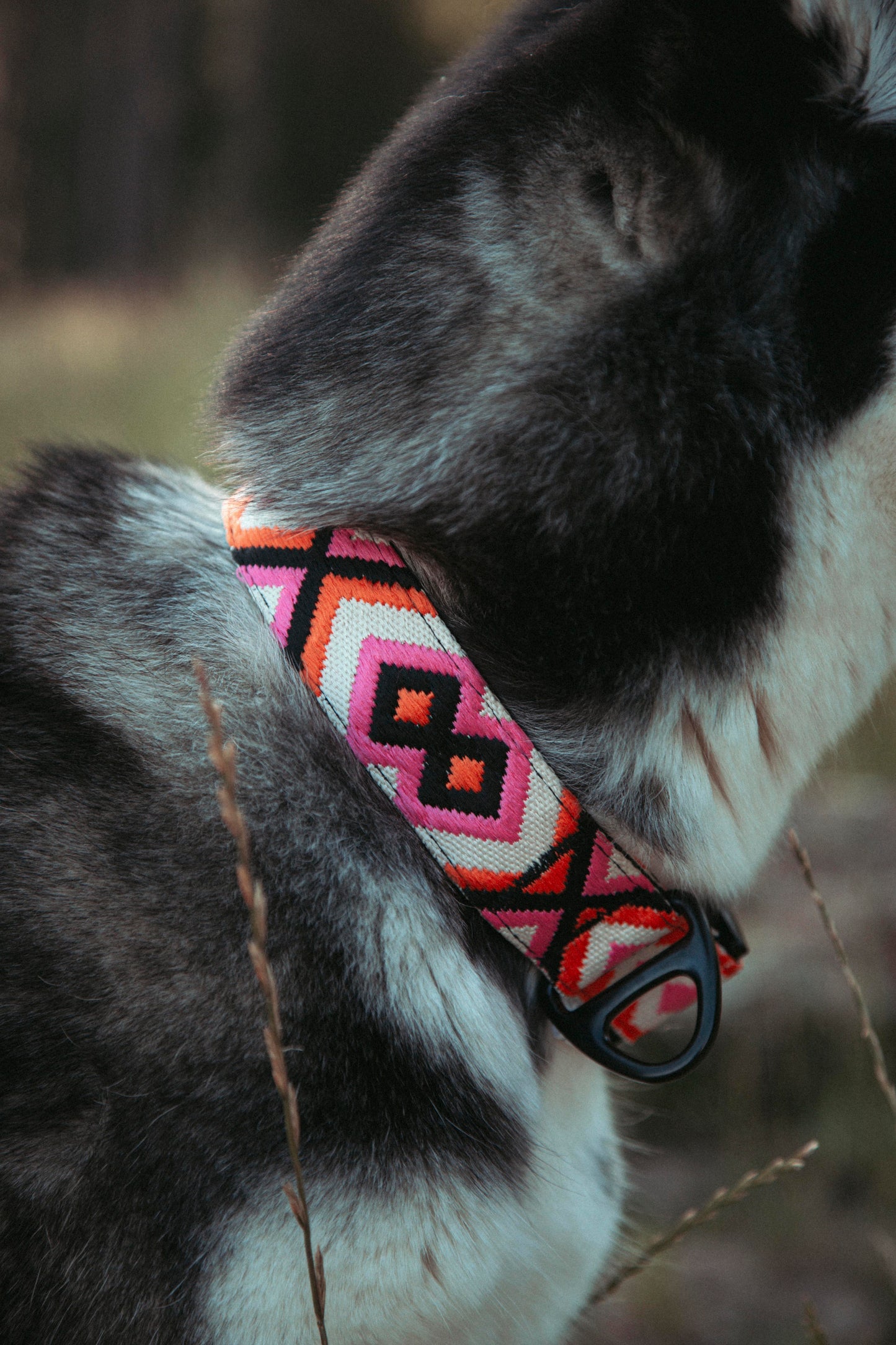 Hundehalsband | Wild Nomad | verstellbares Halsband für Hunde