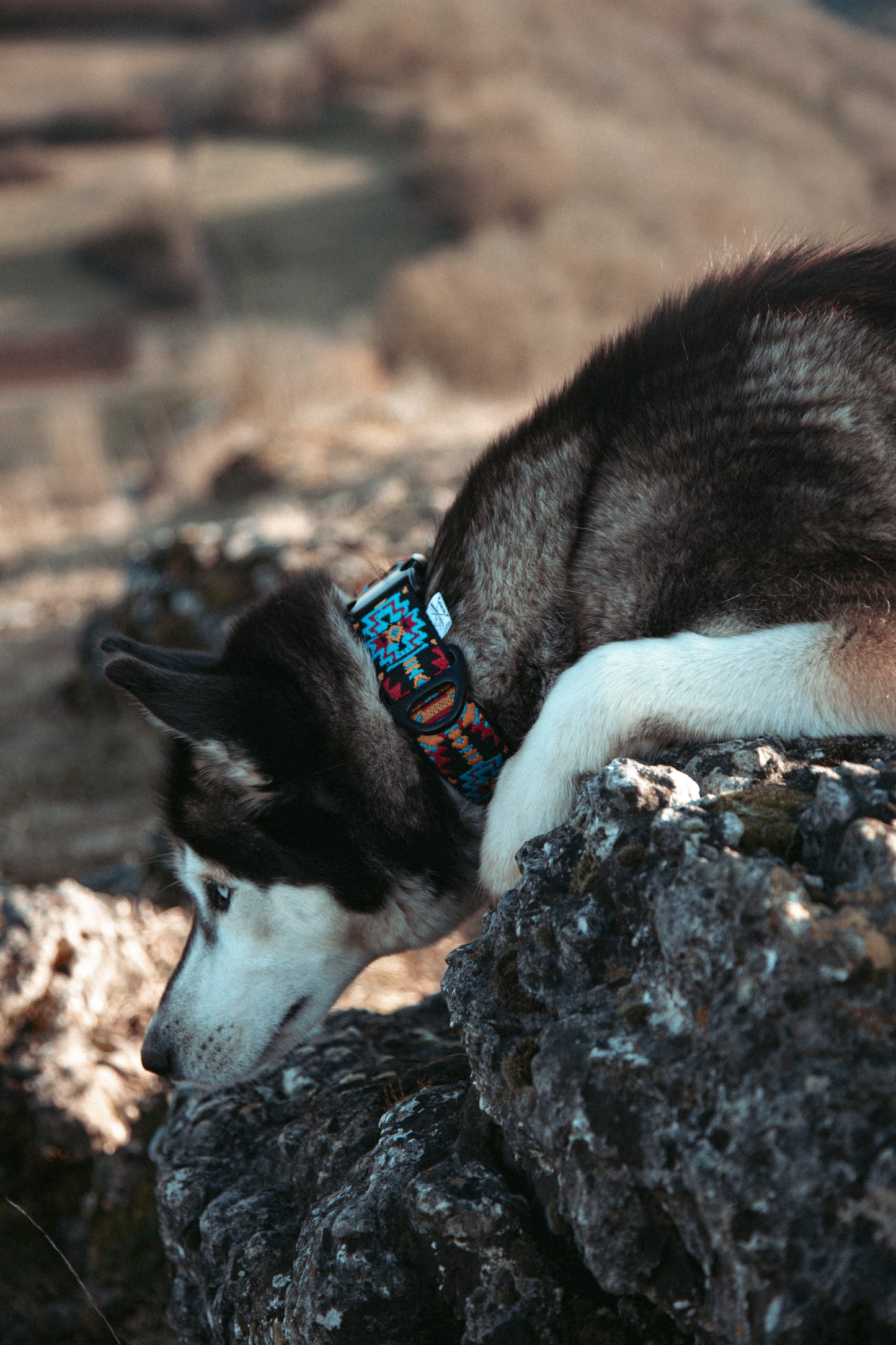 Verstellbares Hundehalsband | Ice Peak