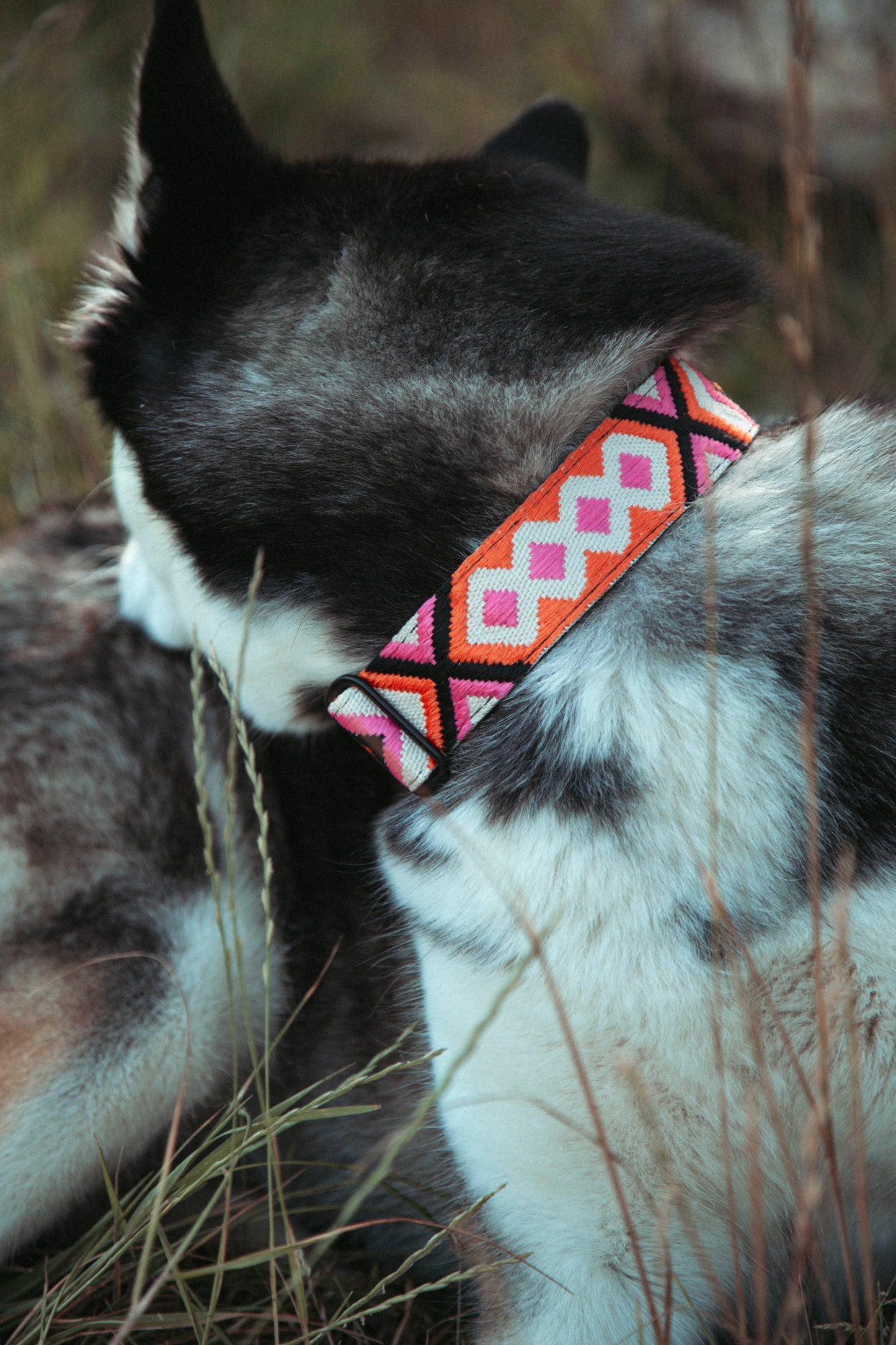 Hundehalsband | Wild Nomad | verstellbares Halsband für Hunde