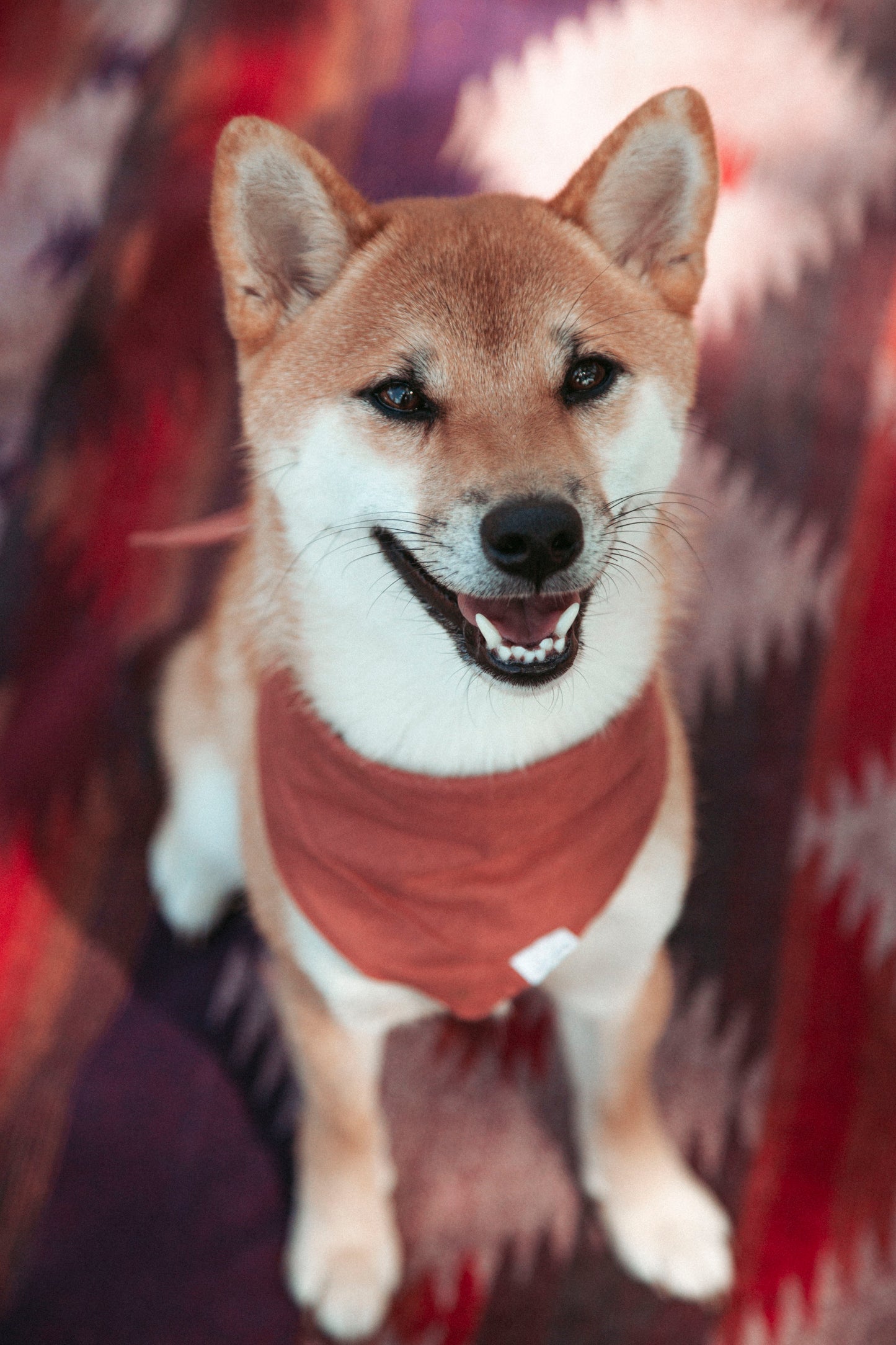 Cozy Blanket | Wildcamp | Kuscheldecke | Hundedecke