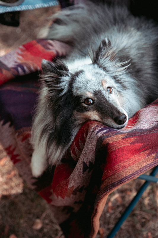 Cozy Blanket | Wildcamp | Kuscheldecke | Hundedecke