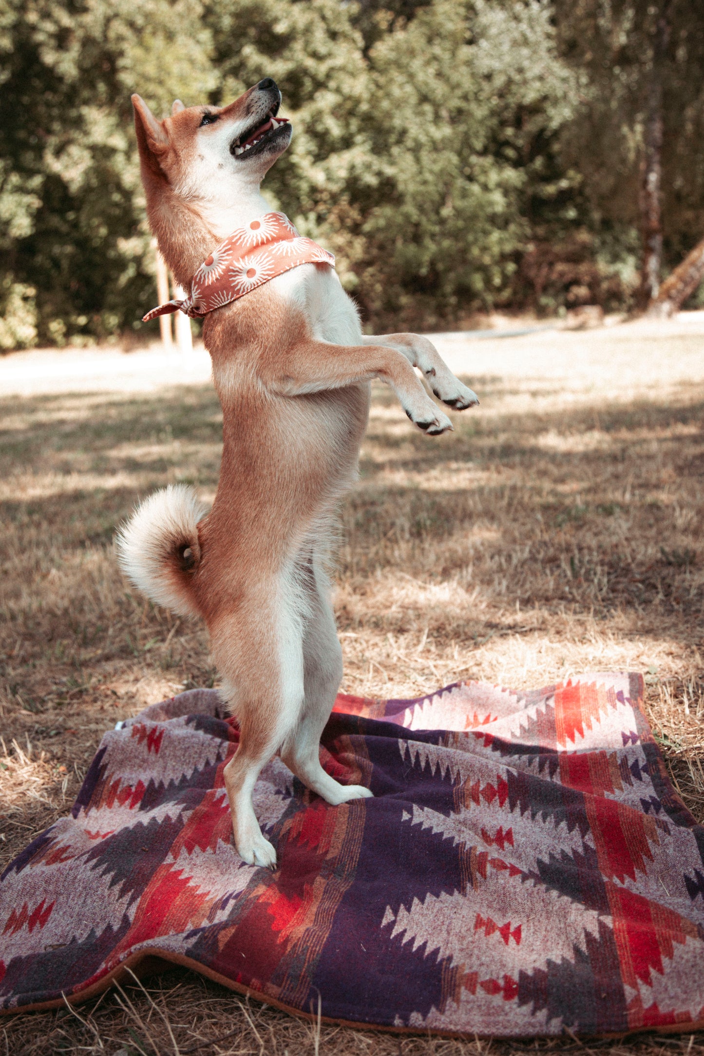 Cozy Blanket | Wildcamp | Kuscheldecke | Hundedecke