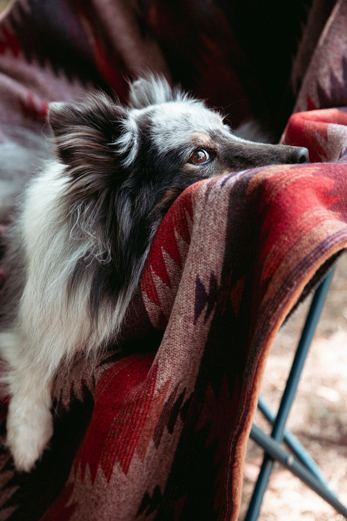Wildcamp | Hundedecke | Cozy Blanket