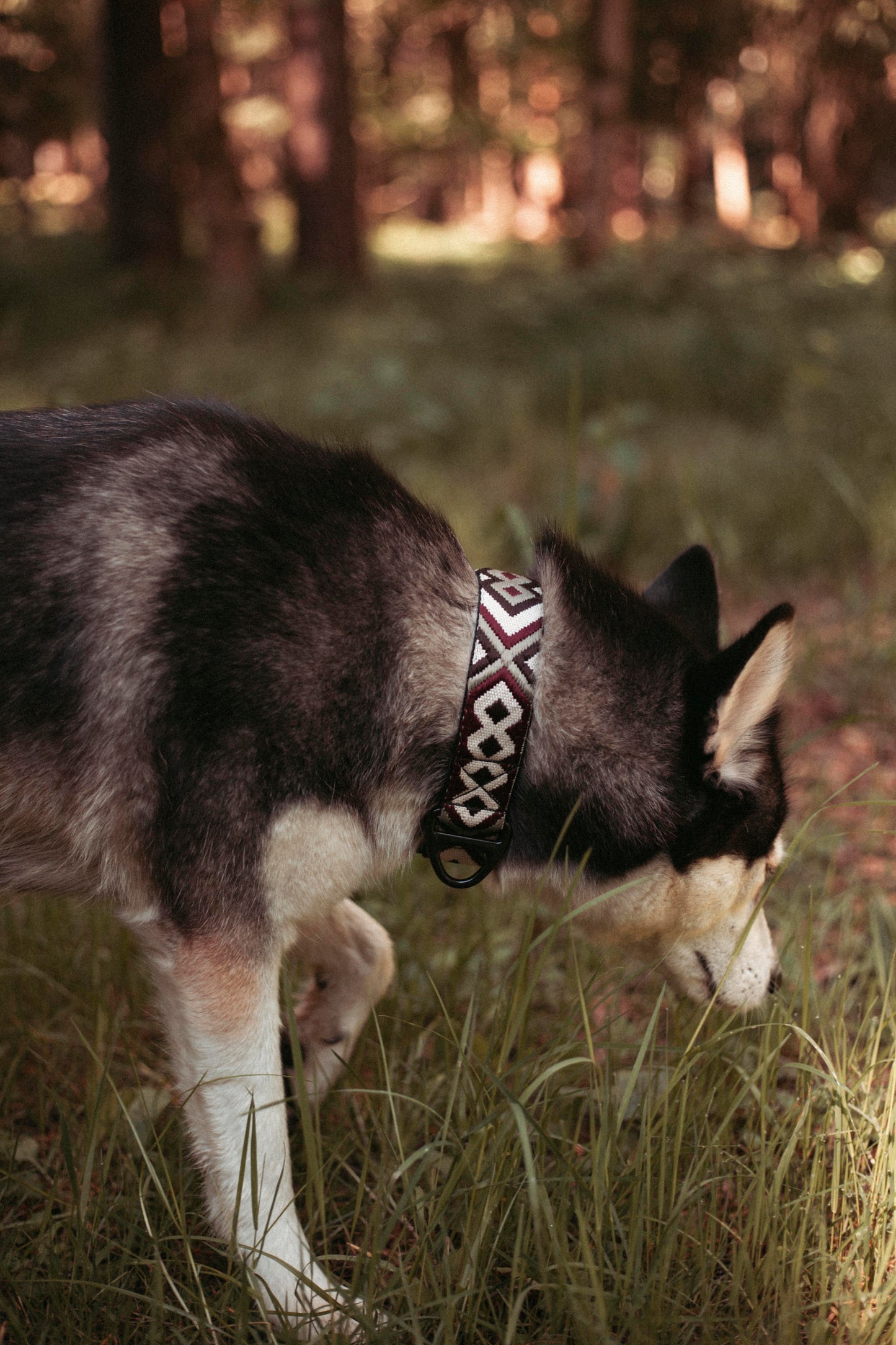 Hundehalsband | Redwood Roamer