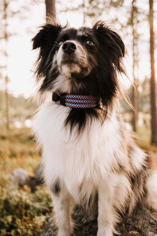 Mountain Climber | verstellbares Hundehalsband