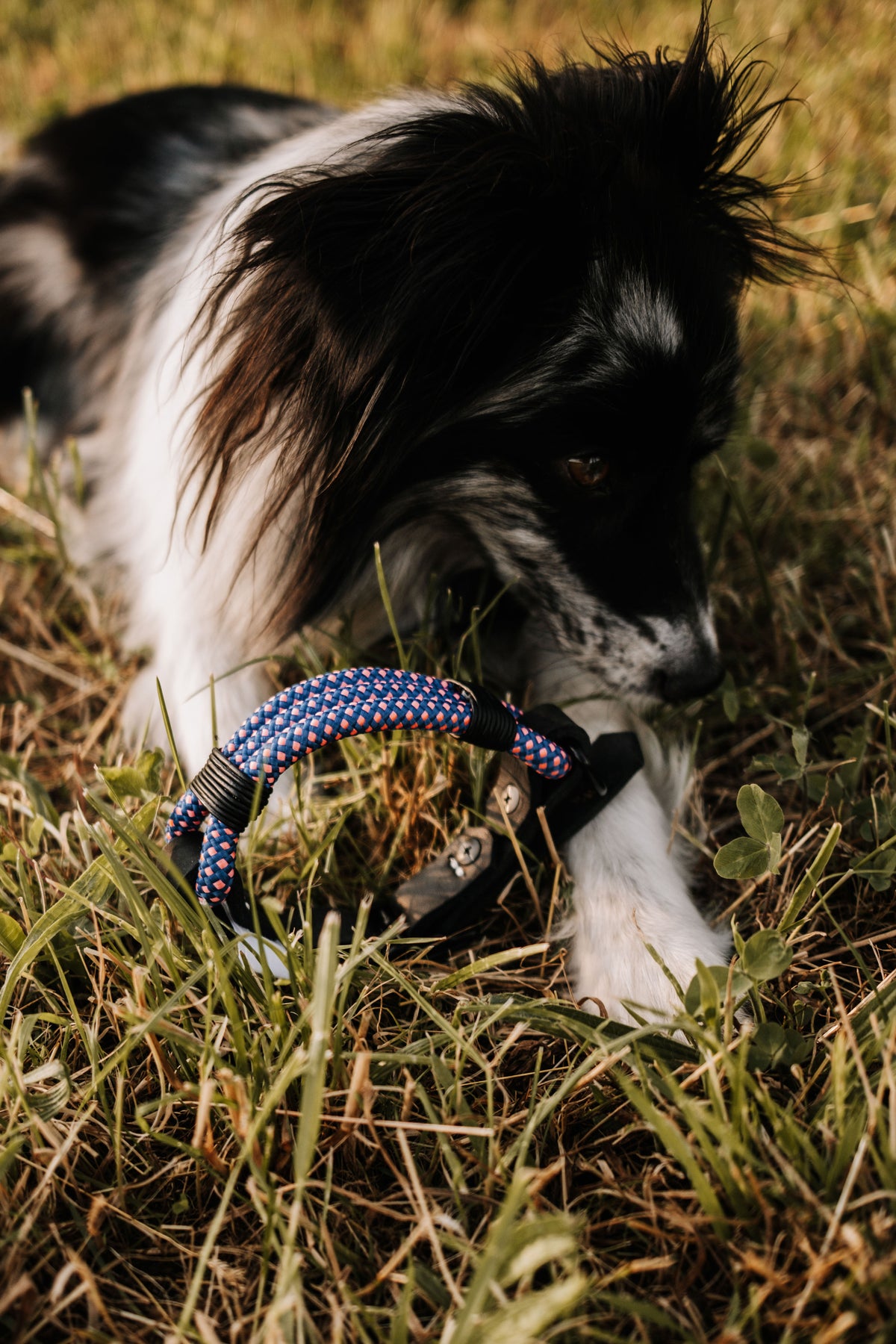 Mountain Climber | verstellbares Hundehalsband