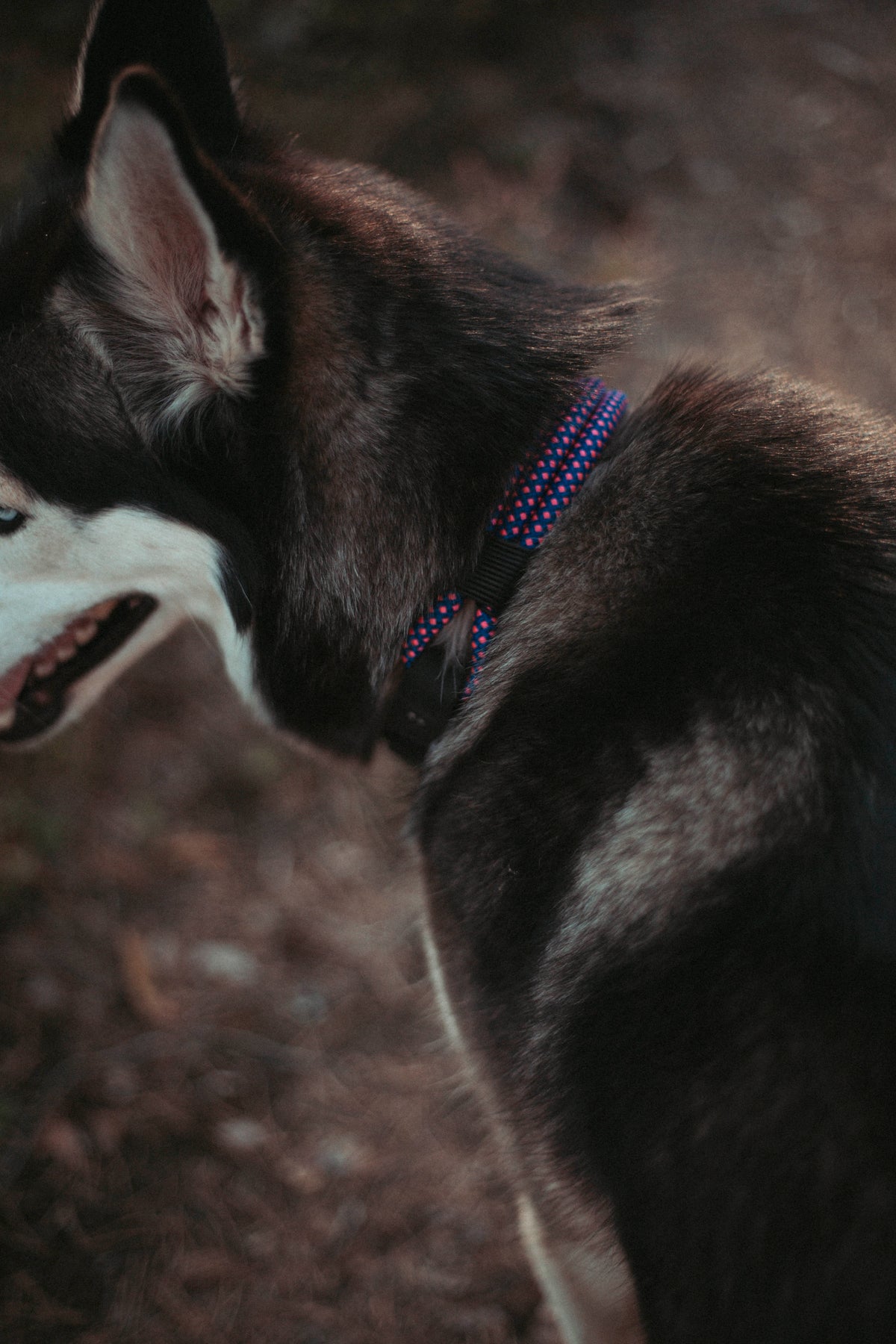 Mountain Climber | verstellbares Hundehalsband