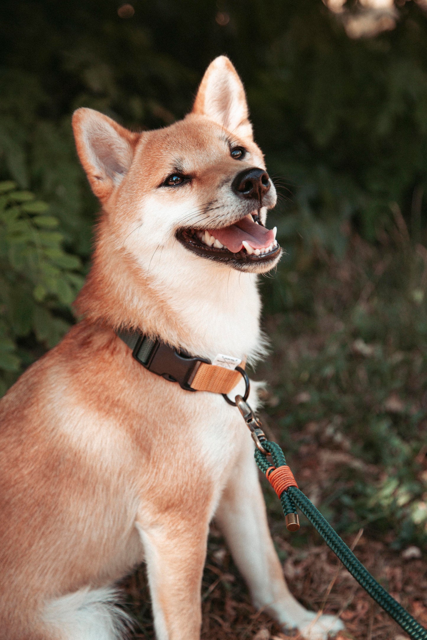 Hundehalsband | Pathfinder | verstellbares Halsband für den Alltag