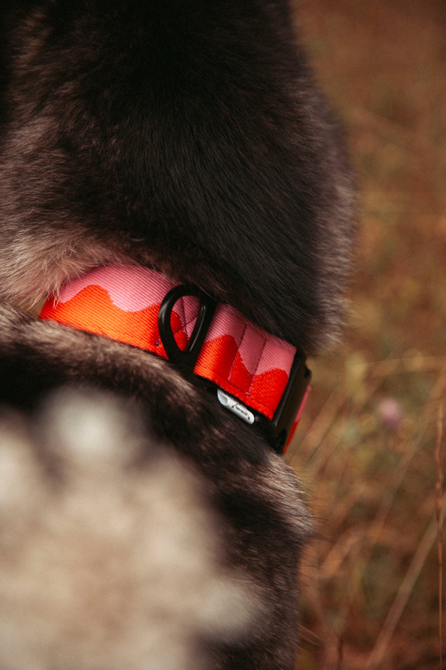 Hundehalsband | Coral Heat | verstellbares Halsband für Hunde