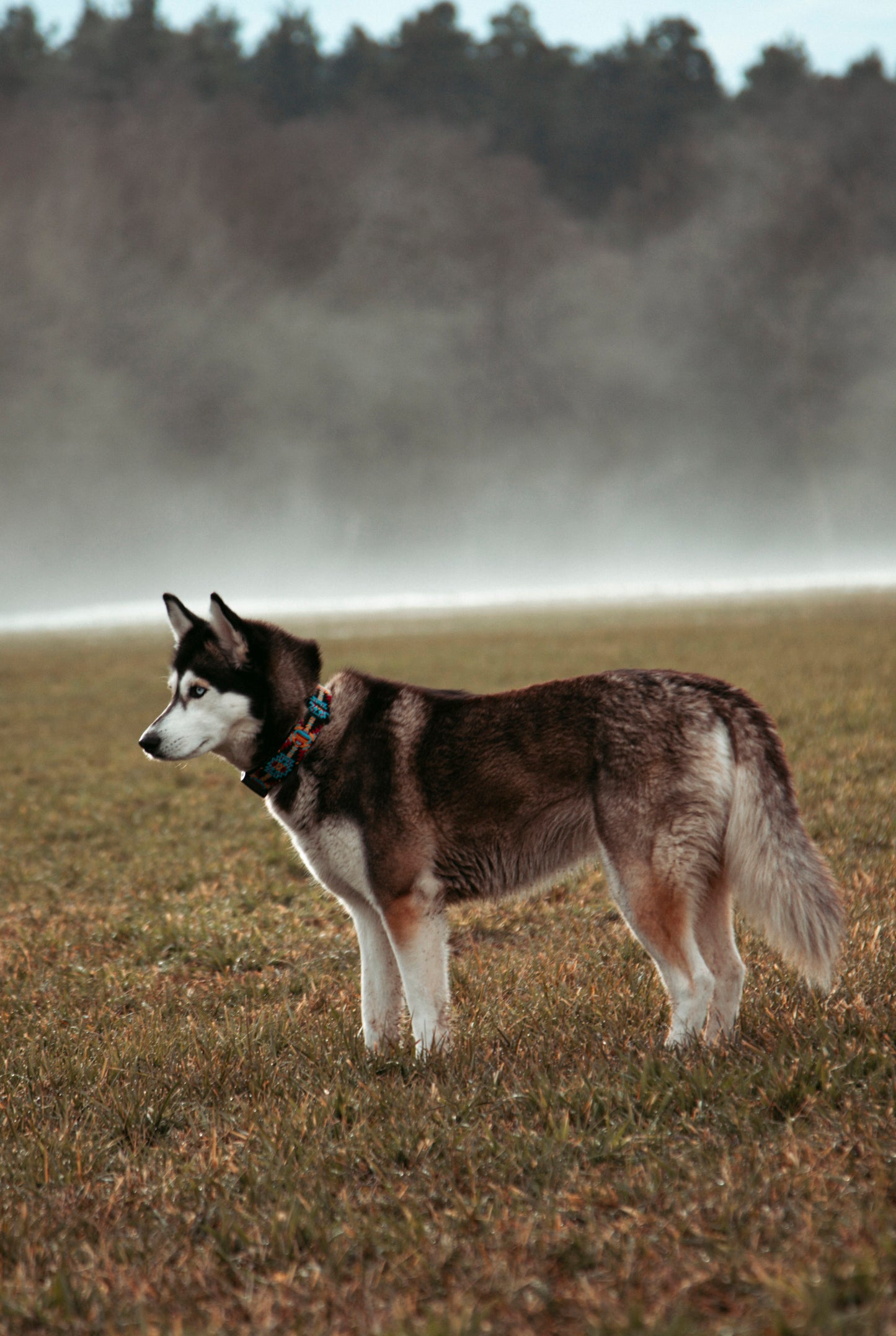 Hundehalsband - Northern Summit Collection - Ice Peak