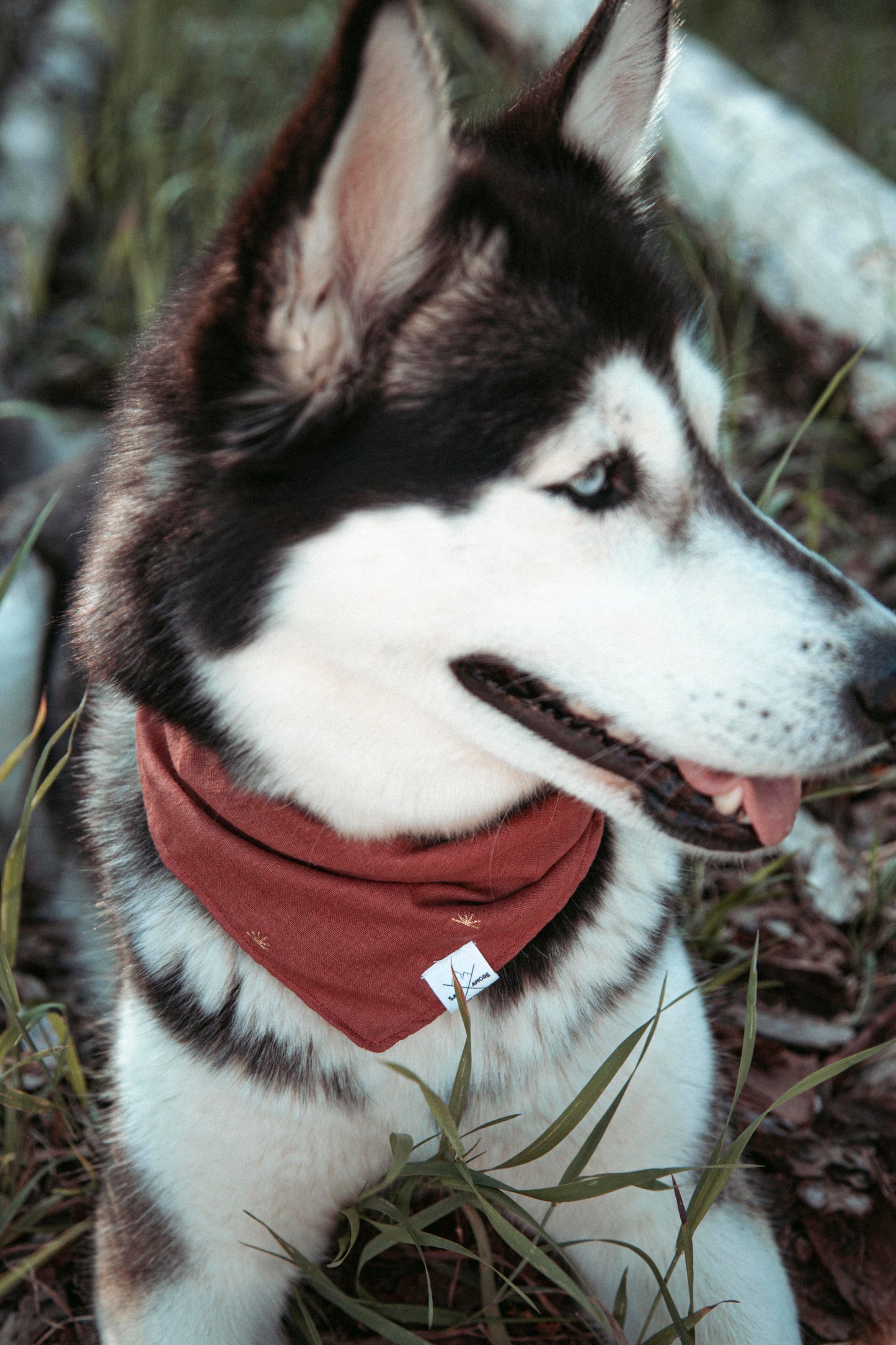 Hundehalstuch Sun Haze | Handgemachtes Bandana aus Bio-Baumwolle