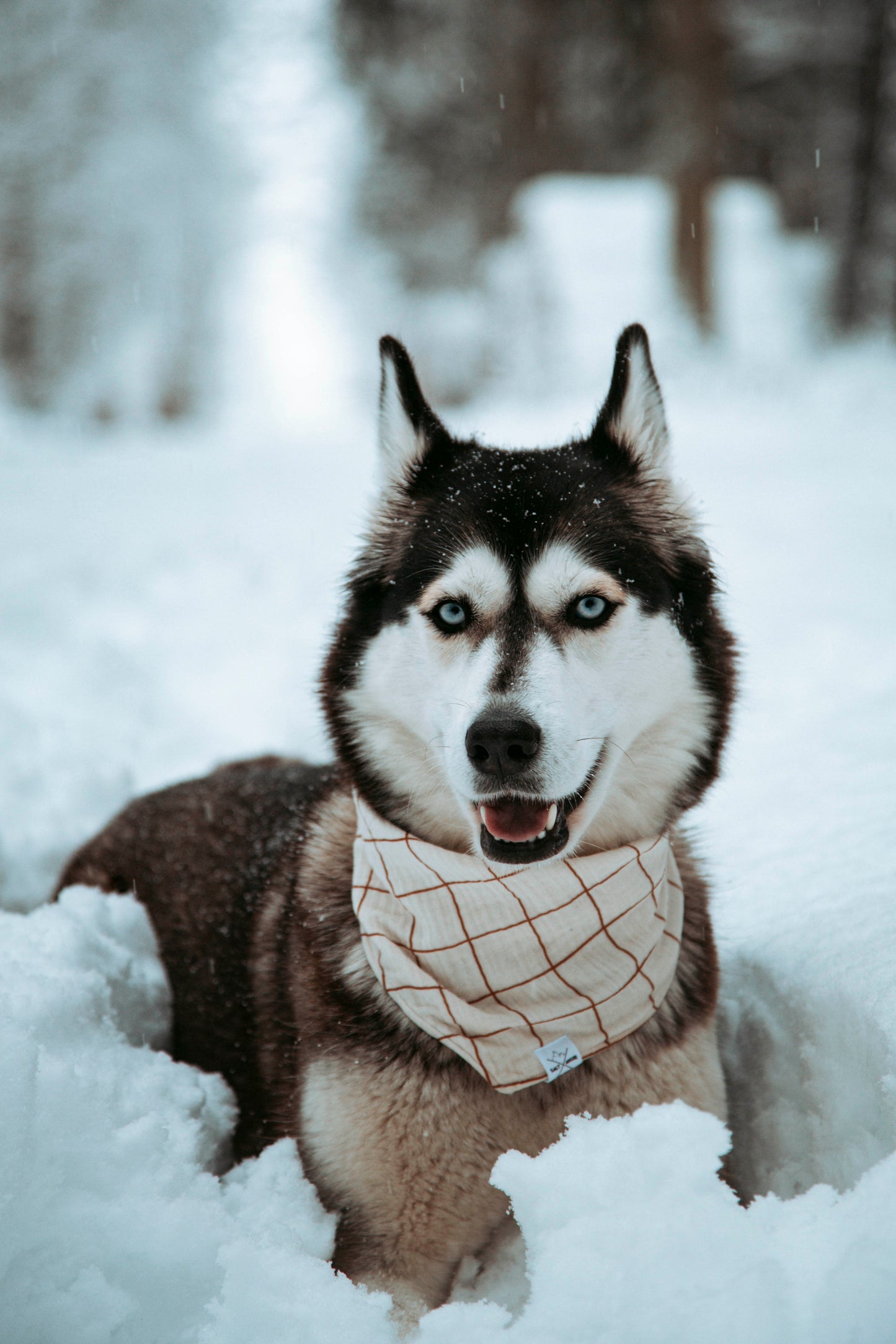 Hundehalstuch -  Outbound-Chalk