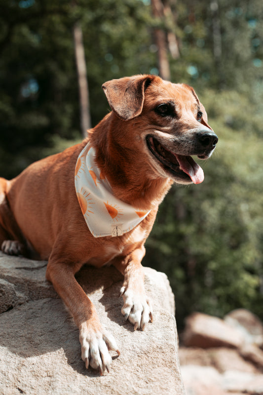 Sommerliche & nachhaltige Dogwear: Hundehalstuch „Sunset“ aus Bio-Jersey – handgemacht, bequem & perfekt für Abenteuer. Jetzt Hundehalstücher kaufen!