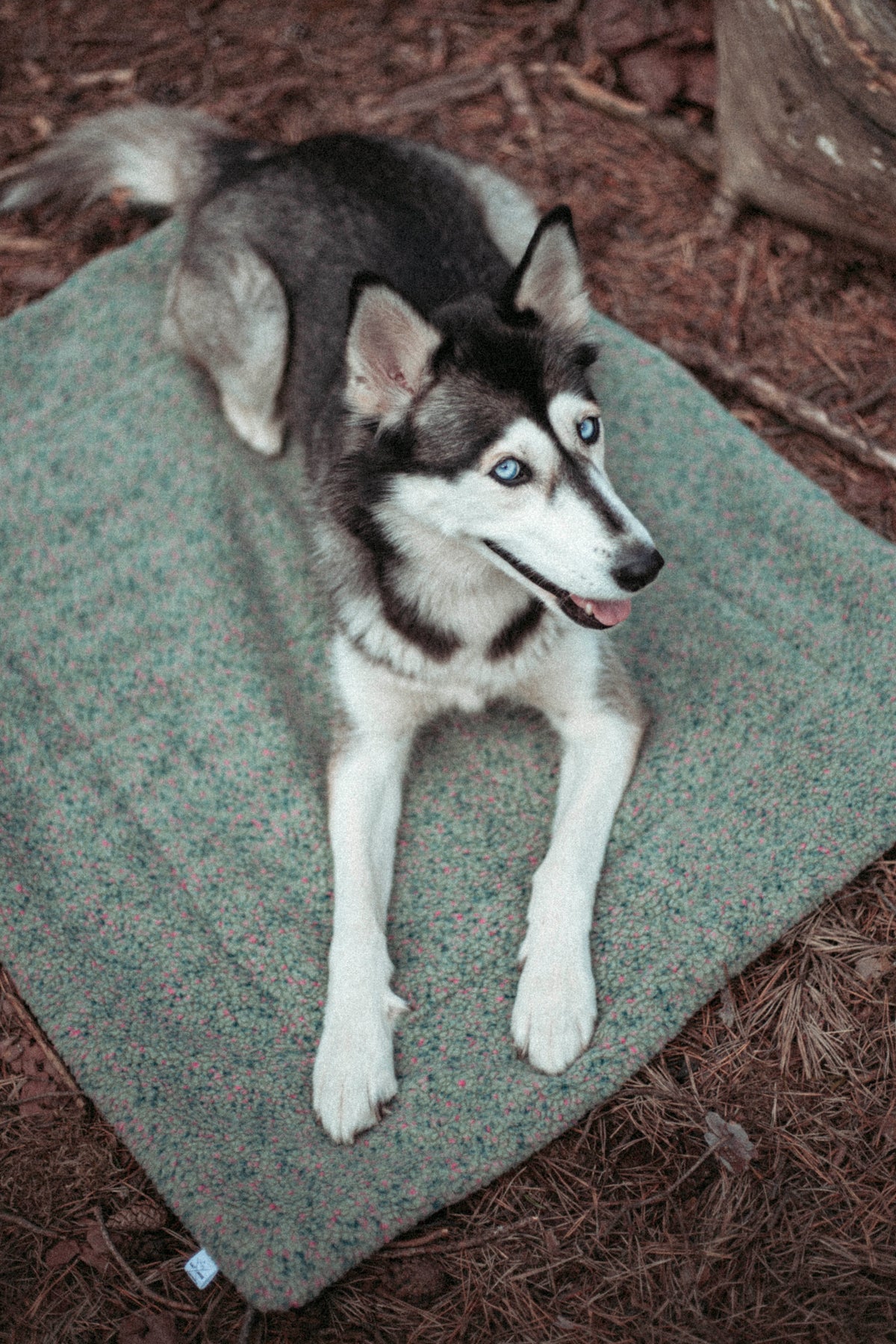 Pineberry Basecamp | Travel Blanket