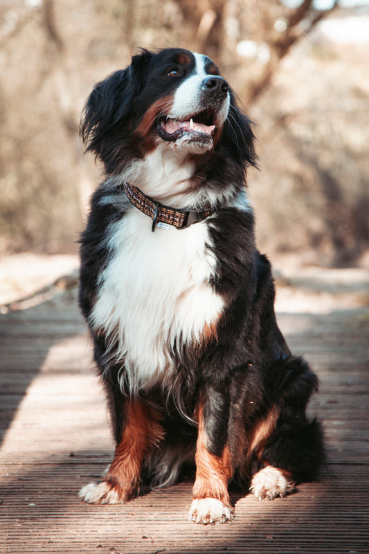 NØRDEN PAWS |  Canyon | verstellbares Hundehalsband