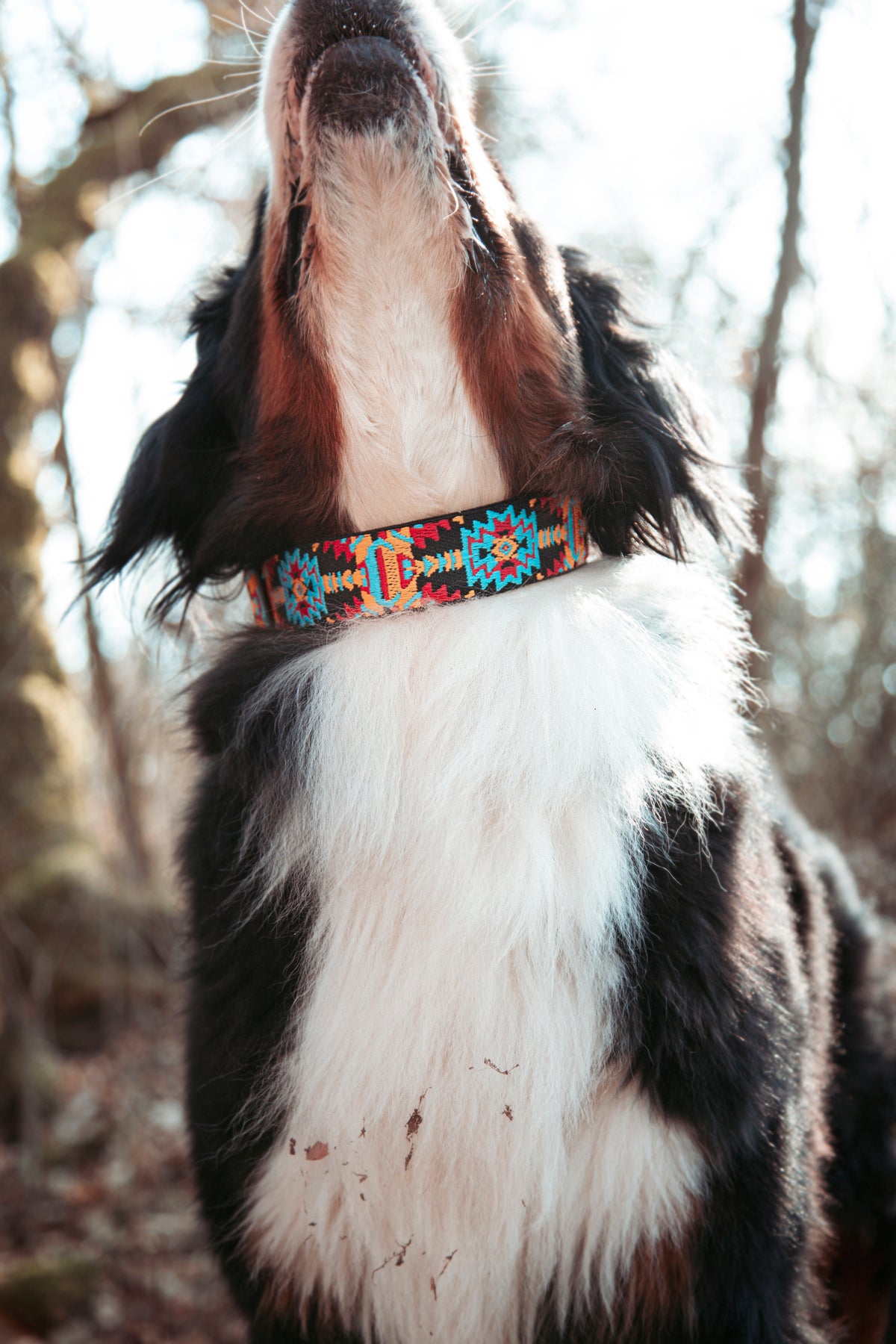 Ice Peak | verstellbares Hundehalsband