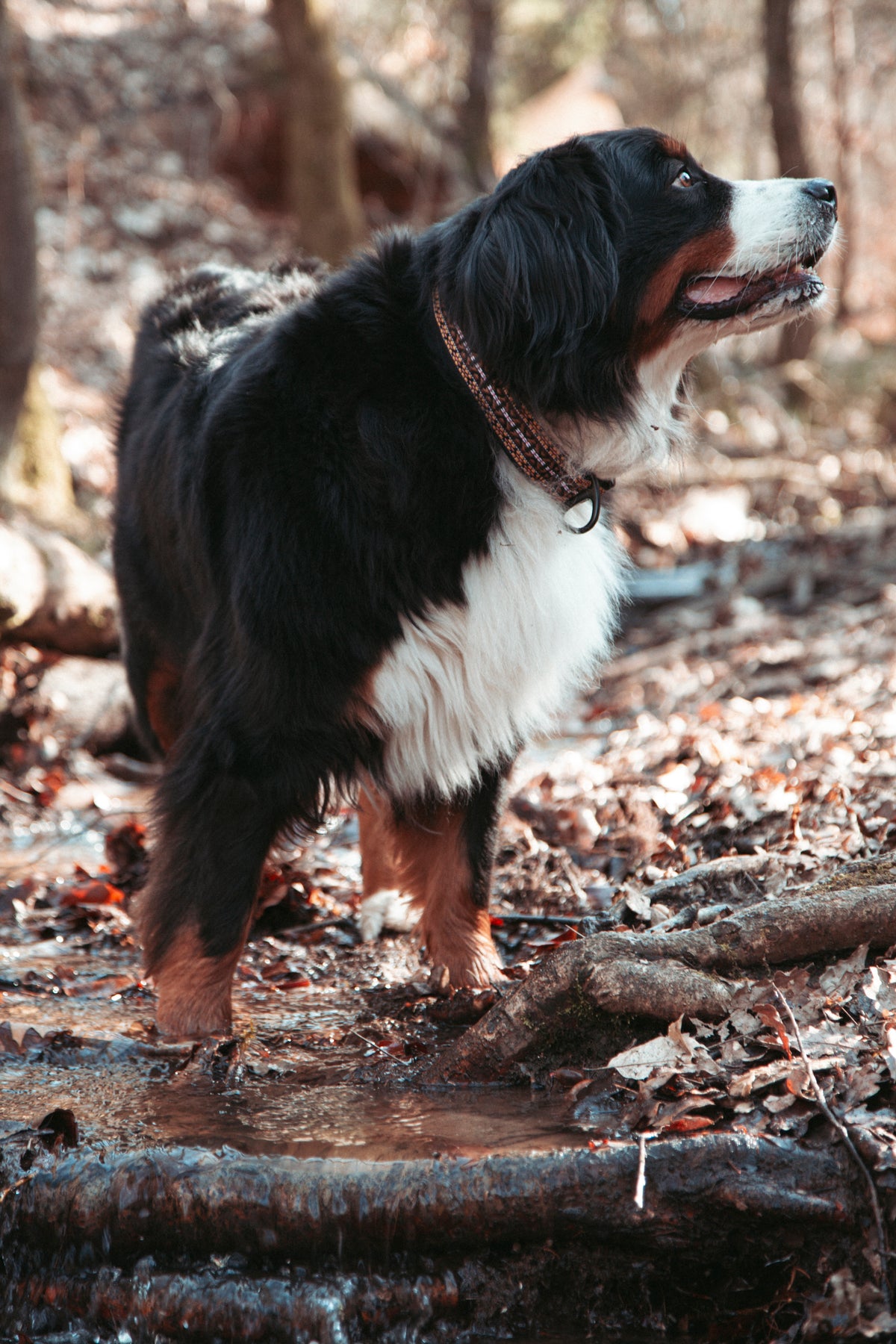NØRDEN PAWS |  Canyon | verstellbares Hundehalsband