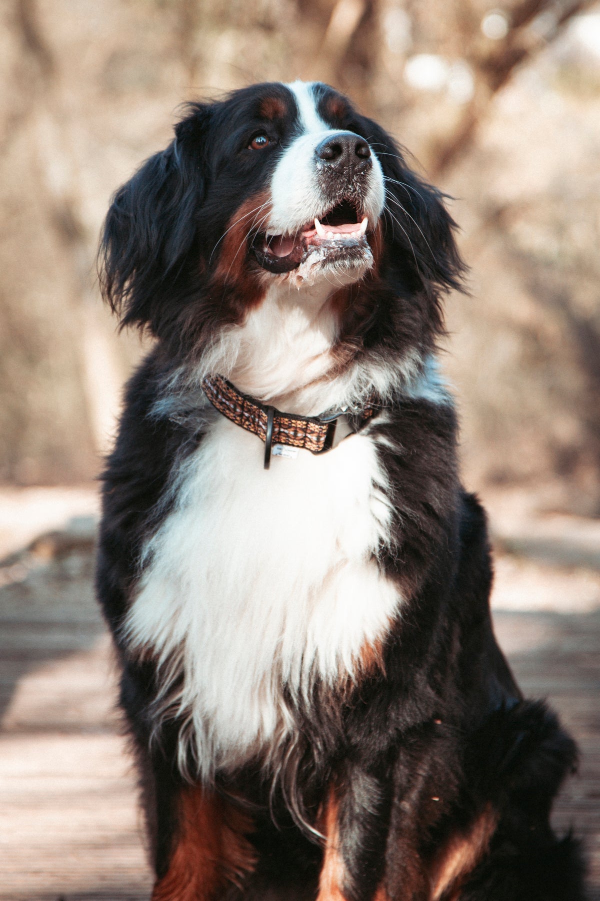 NØRDEN PAWS |  Canyon | verstellbares Hundehalsband