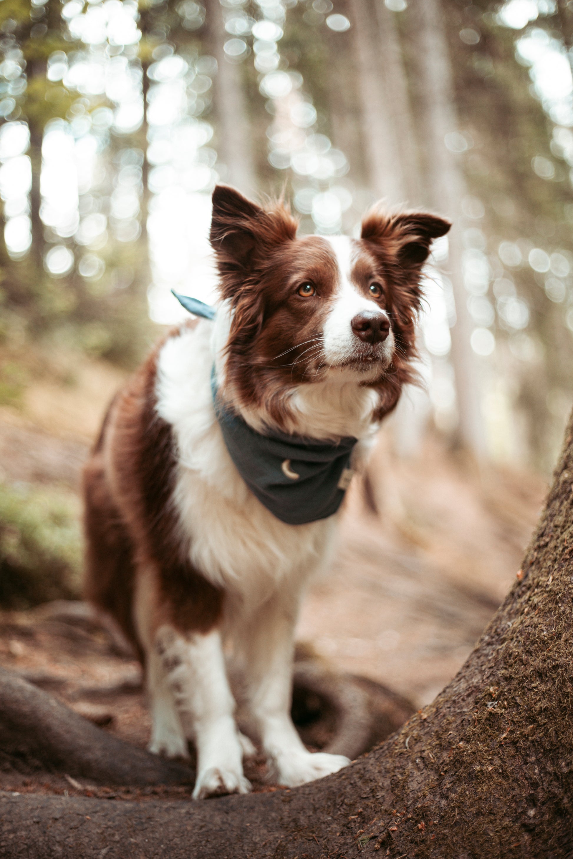 Entdecke das handgemachte Hundehalstuch „Midnight“ aus Bio-Musselin – stylisch, leicht & perfekt für Sommerabenteuer. Jetzt im Onlineshop für Hundezubehör!