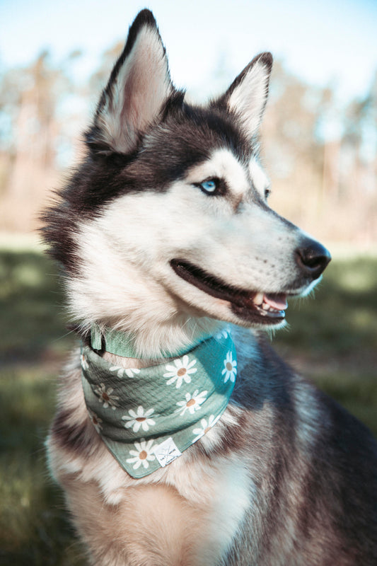 Hundehalstuch Daisy | Handgemachtes Bandana aus Bio-Baumwolle