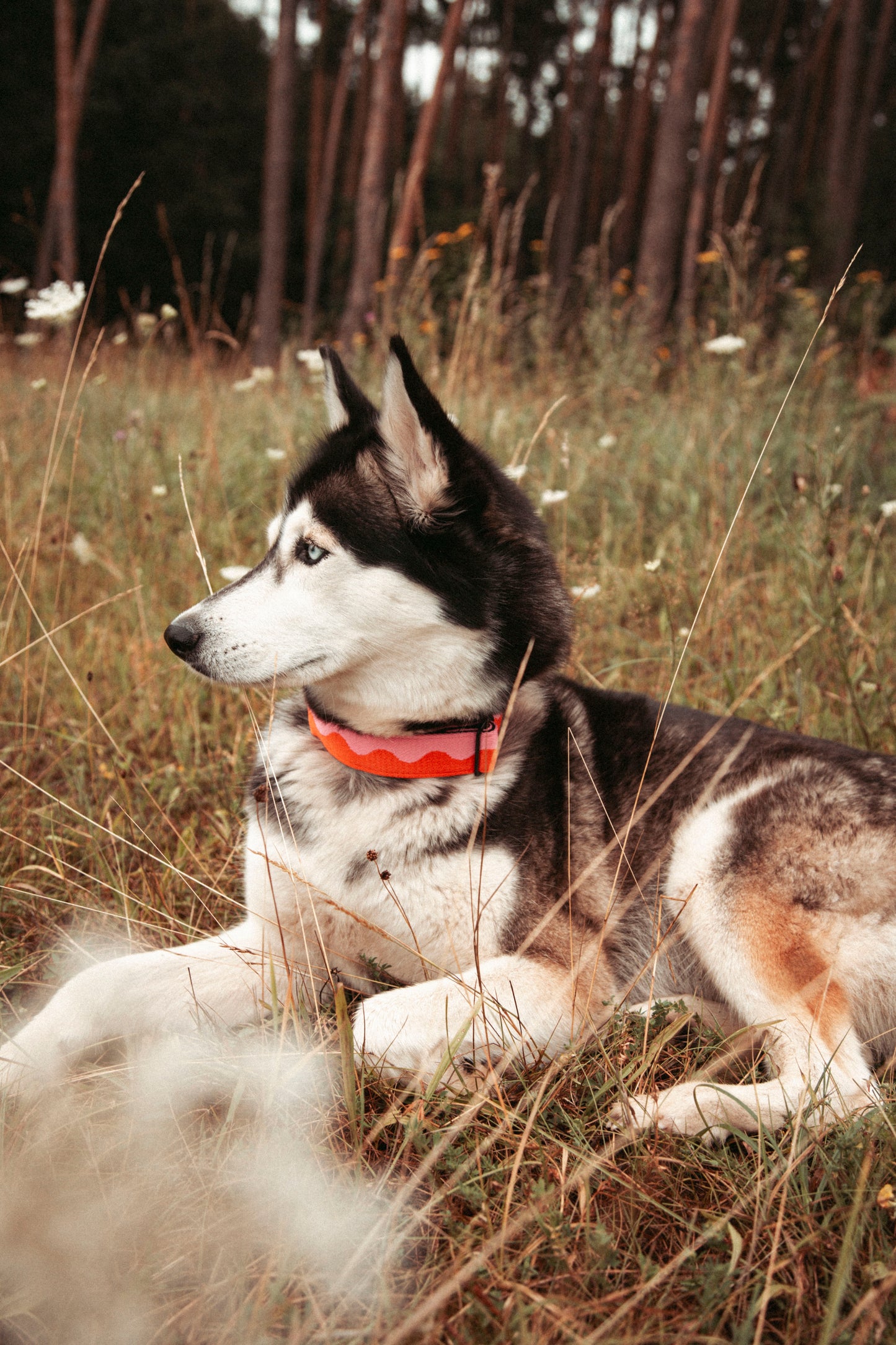 Hundehalsband | Coral Heat | verstellbares Halsband für Hunde
