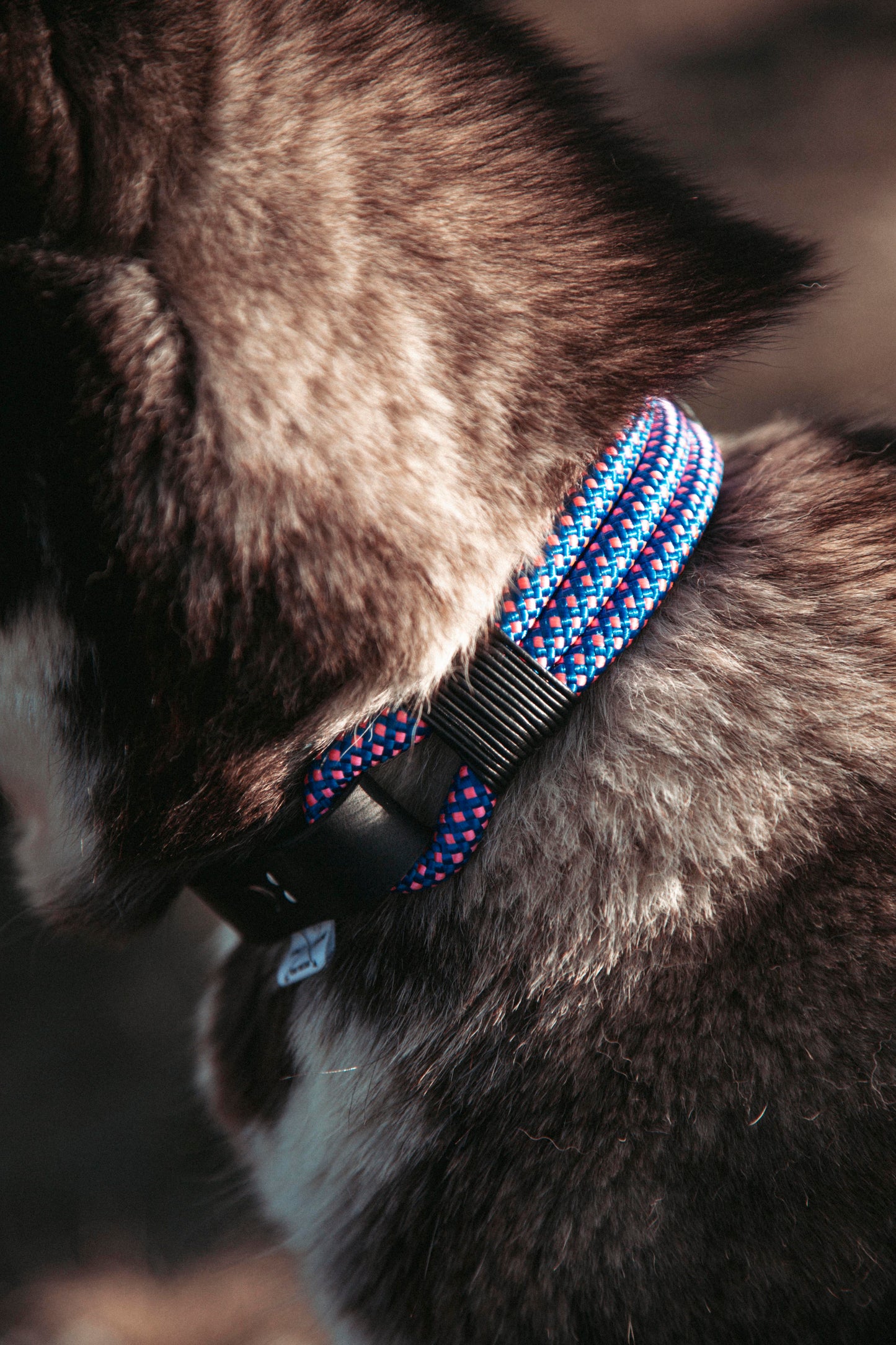 Hundehalsband Mountain Climber | Northern Summit Collection