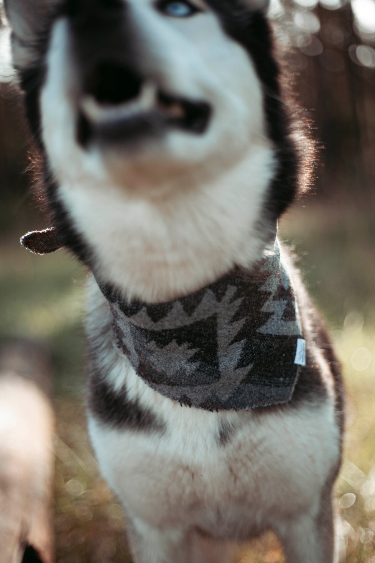 Pine & Peak | Hundehalstuch