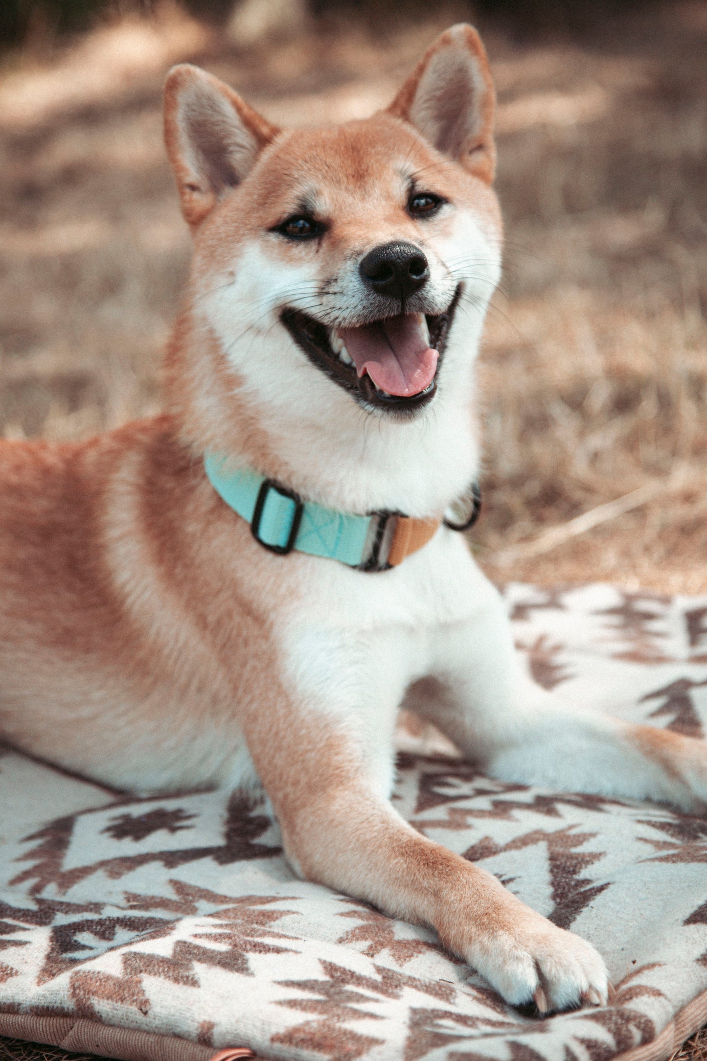 Hundehalsband | Pathfinder | verstellbares Halsband für den Alltag