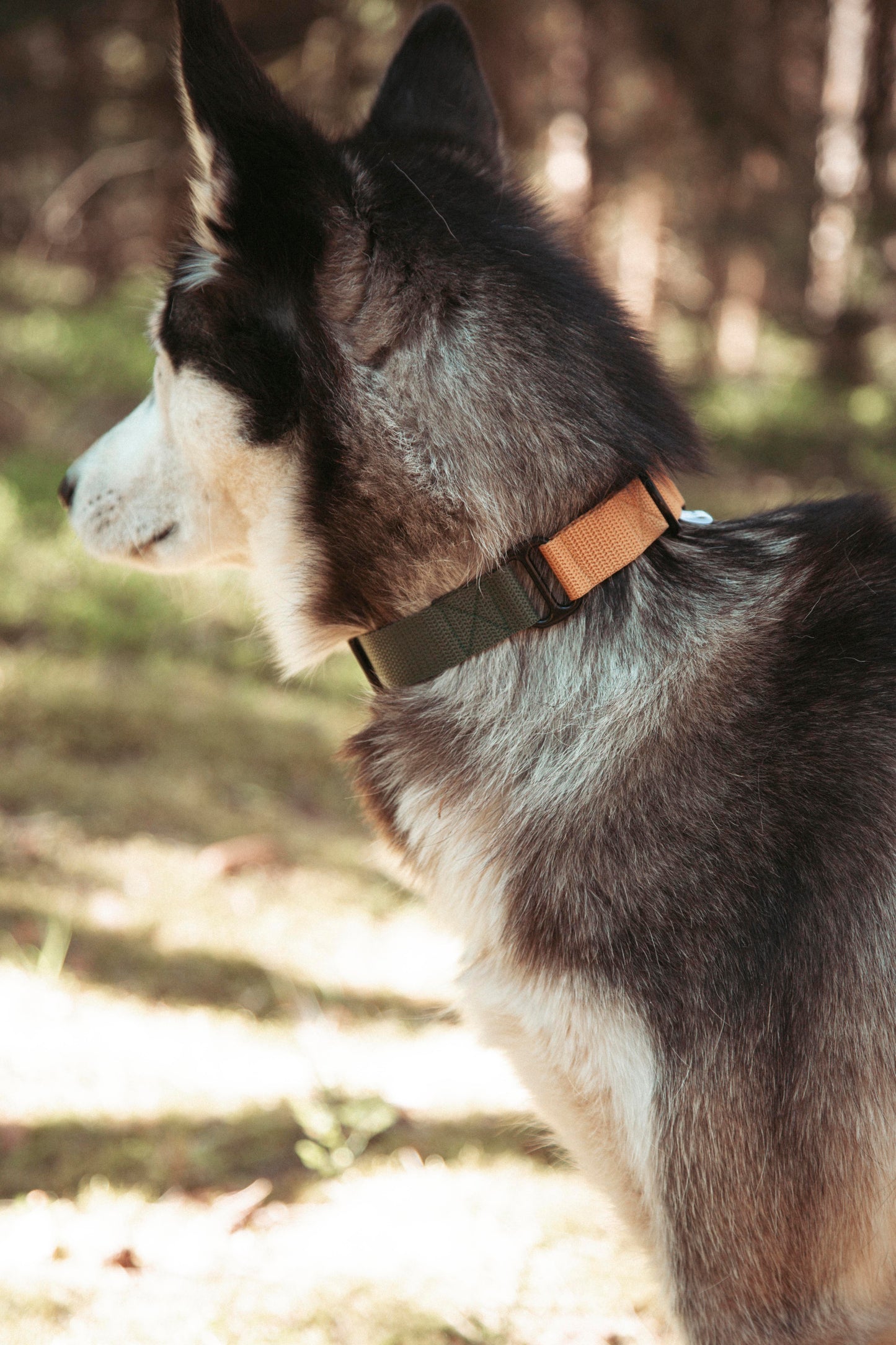Hundehalsband | Pathfinder