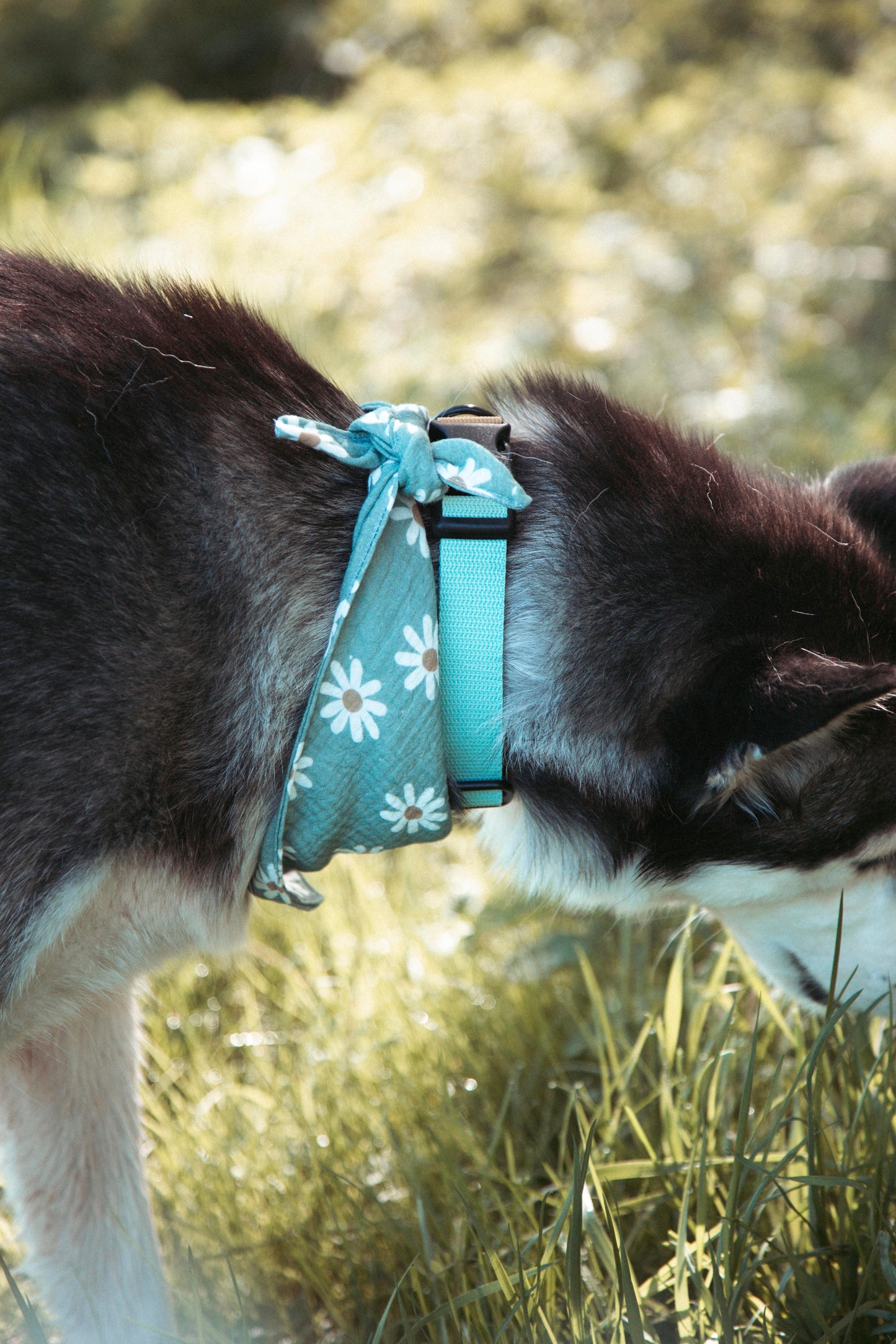 Hundehalsband | Pathfinder