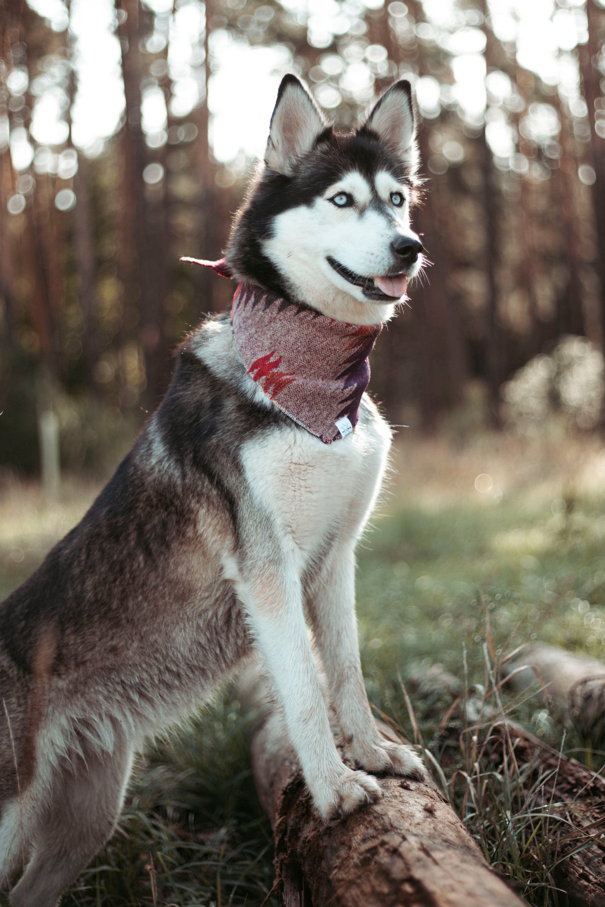 Wildwood | Hundehalstuch