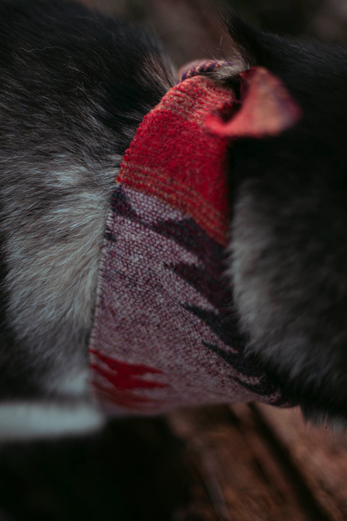 Wildwood | Hundehalstuch