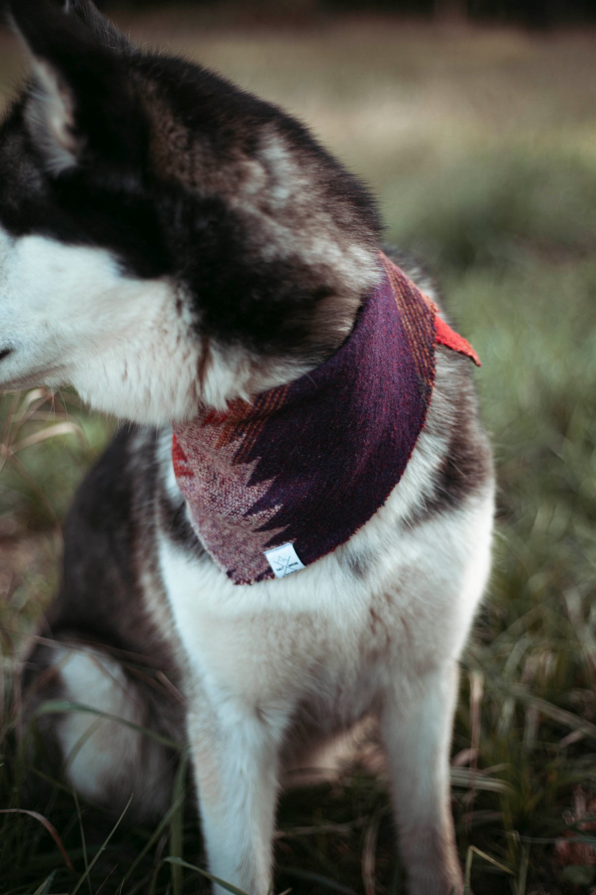 Wildwood | Hundehalstuch