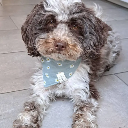 Super schönes, floral bedrucktes Hundehalstuch. Für deinen Outdoorsommer mit Hund. Nachhaltiges Hundezubehör aus Bio-Baumwolle.