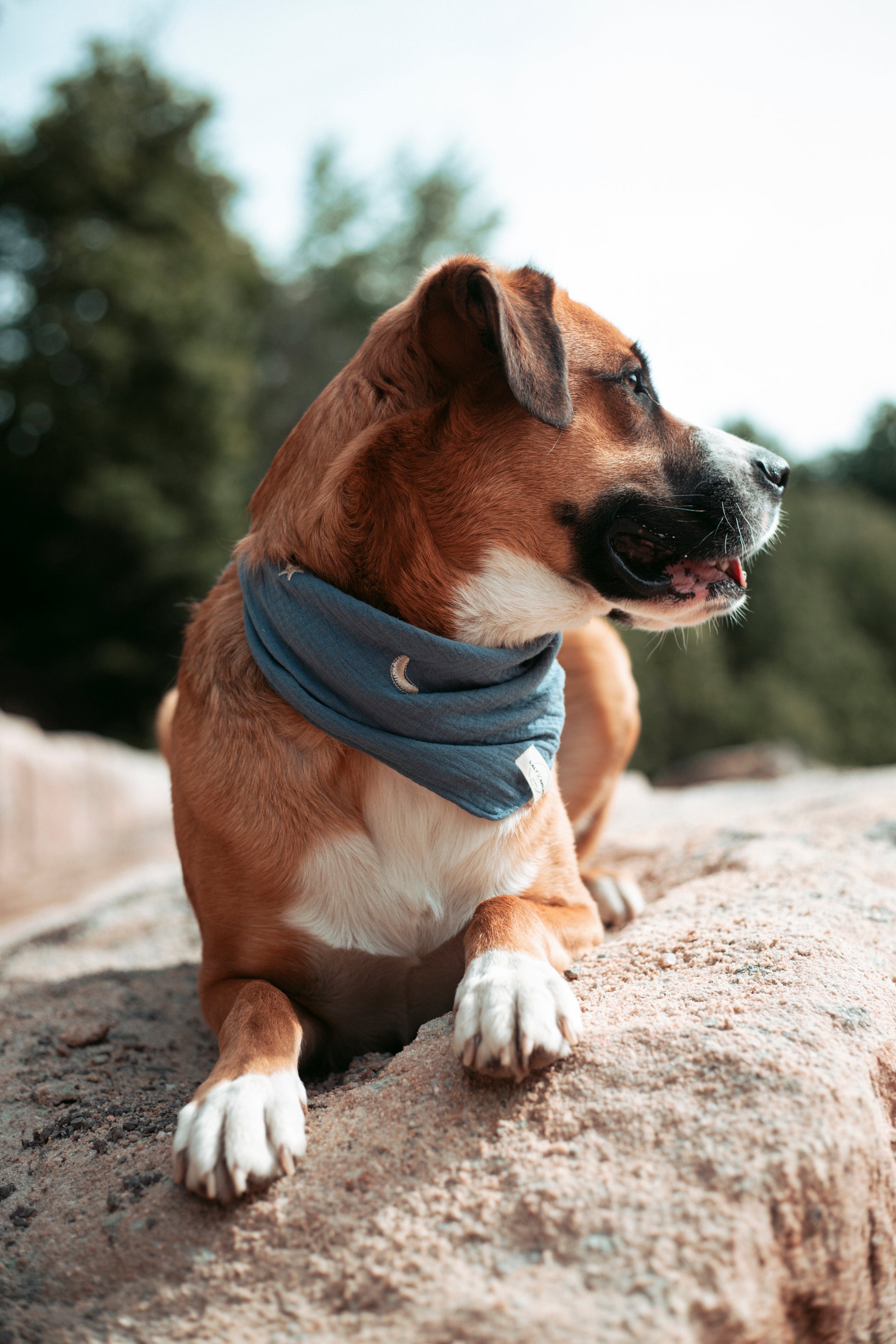 Entdecke das handgemachte Hundehalstuch „Midnight“ aus Bio-Musselin – stylisch, leicht & perfekt für Sommerabenteuer. Jetzt im Onlineshop für Hundezubehör!