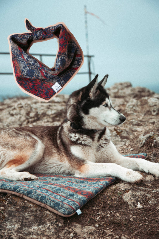 Paws & Paths – Set „Northern Summit"