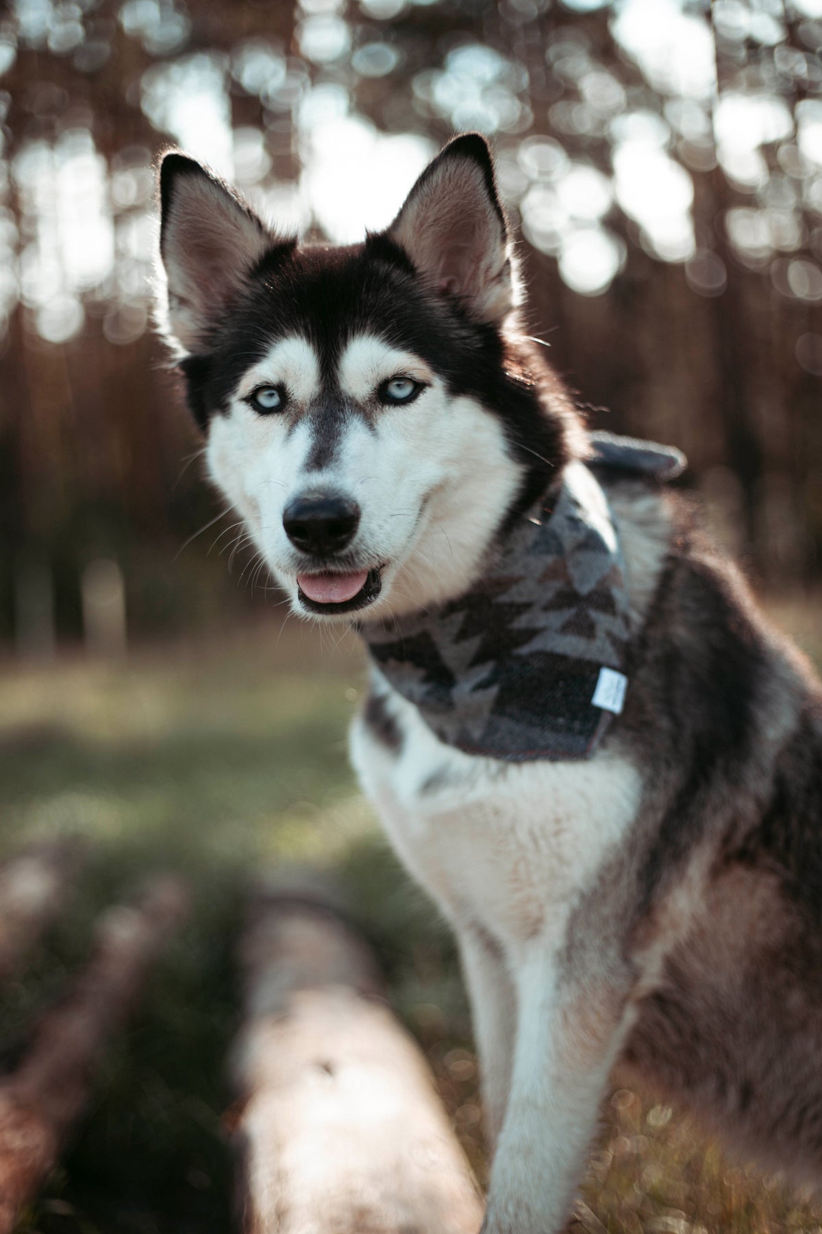 Pine & Peak | Hundehalstuch