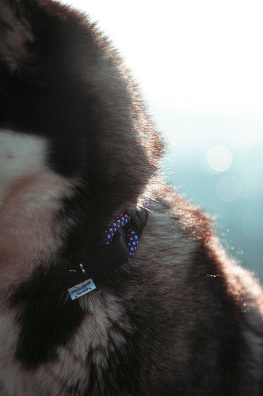 Hundehalsband - „Mountain Climber“ - Northern Summit Collection