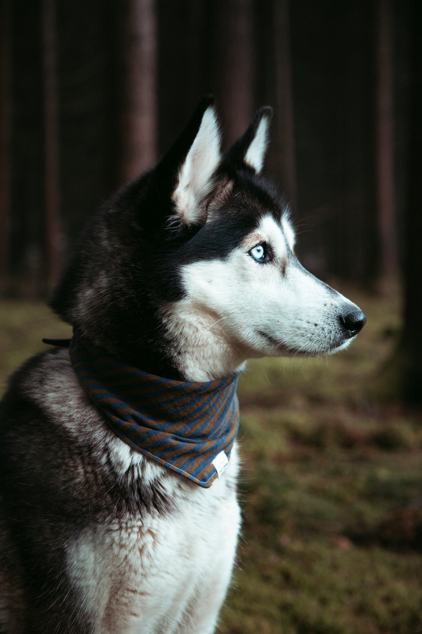 Hundehalstuch -  Outbound-Earth