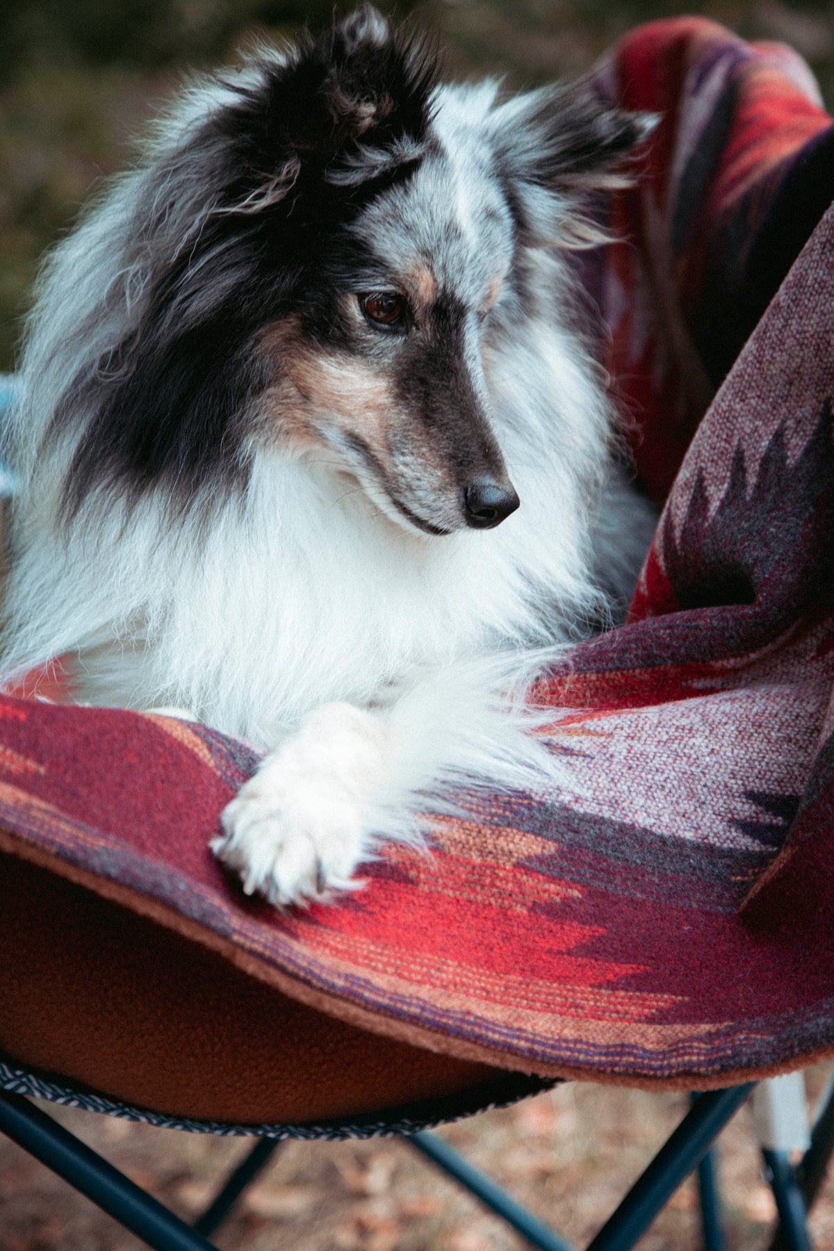 Wildcamp | Hundedecke | Cozy Blanket