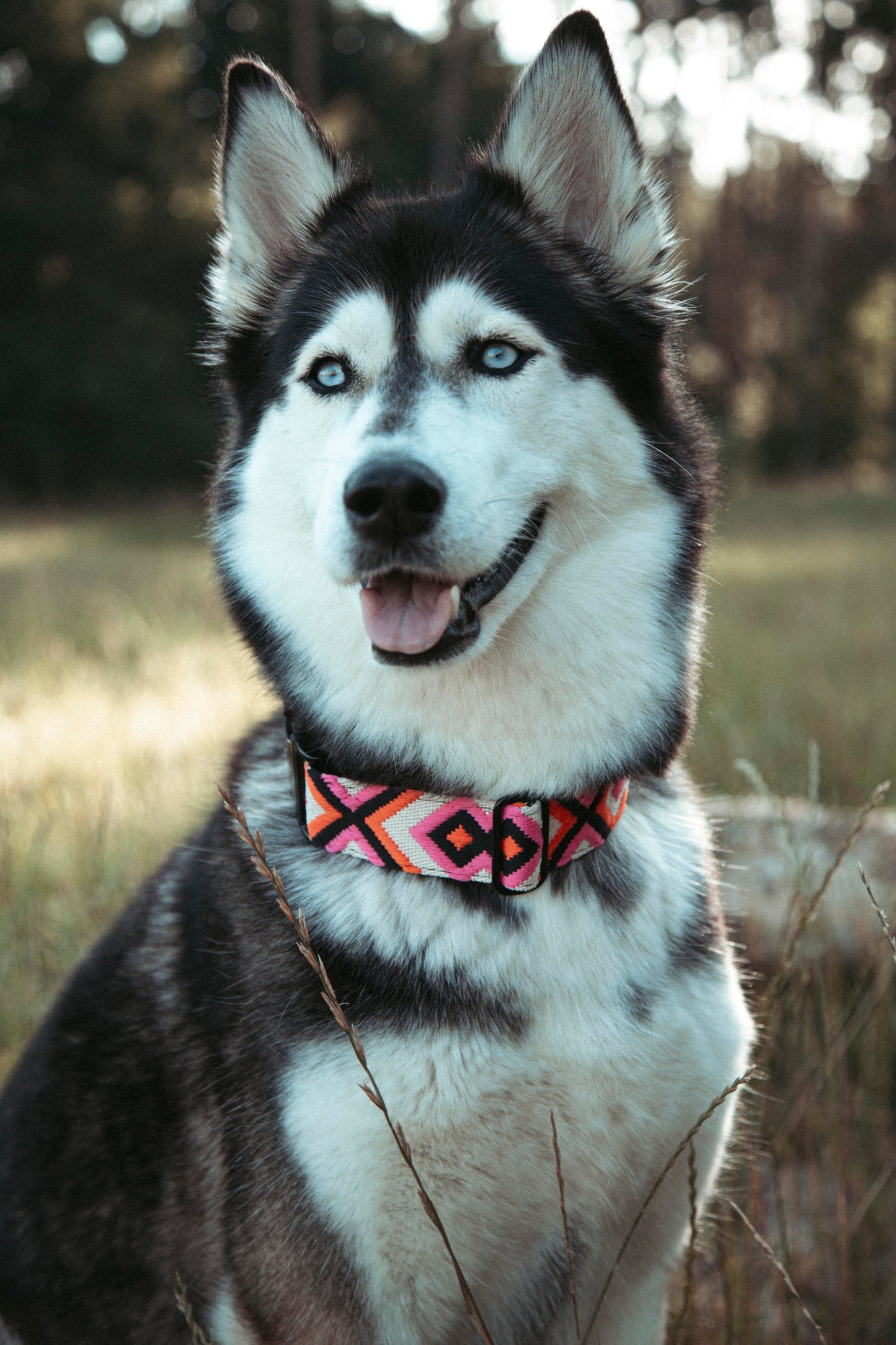 Hundehalsband | Wild Nomad | verstellbares Halsband für Hunde